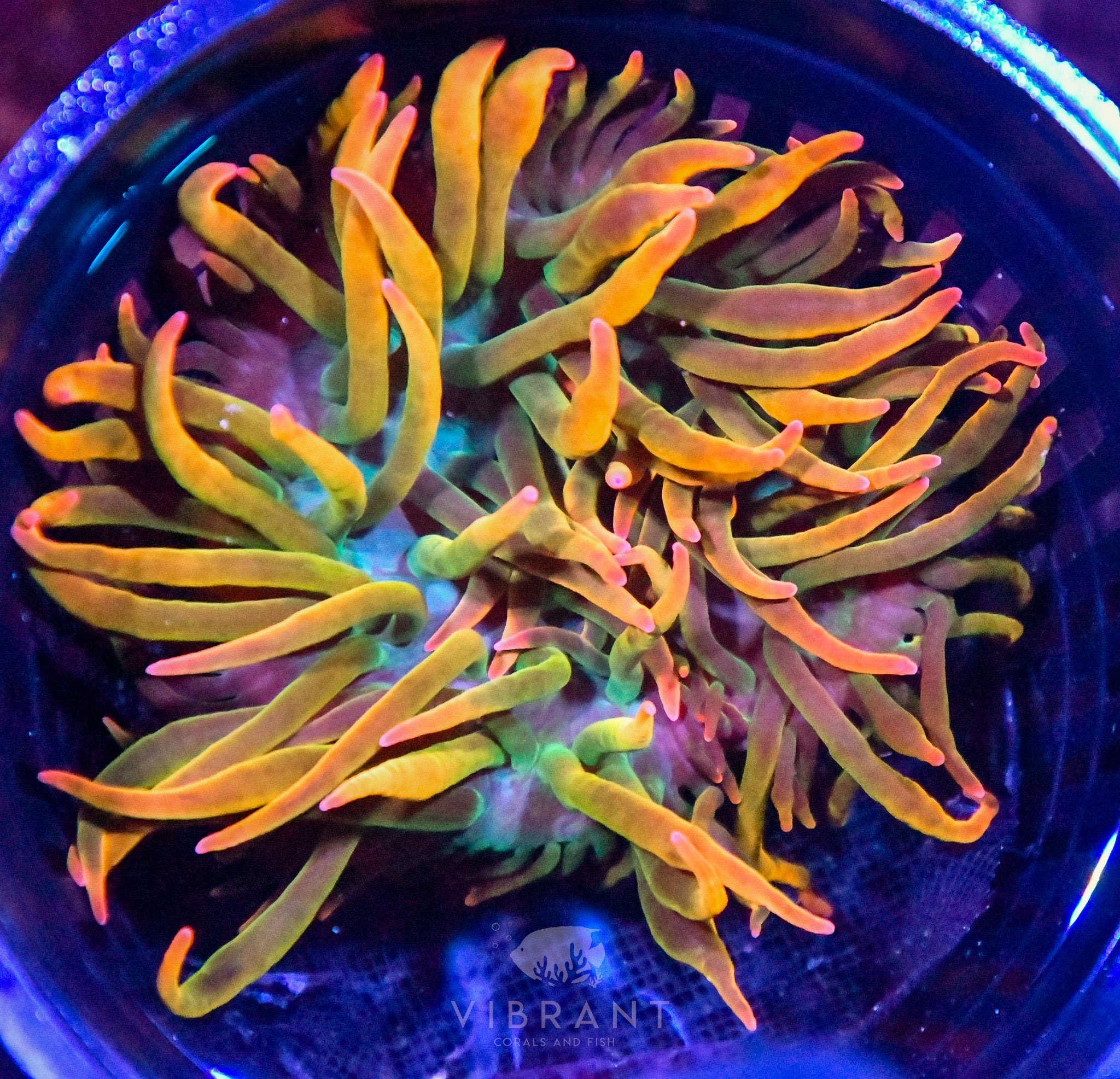 Bubble Tip Aquacultured Anemone