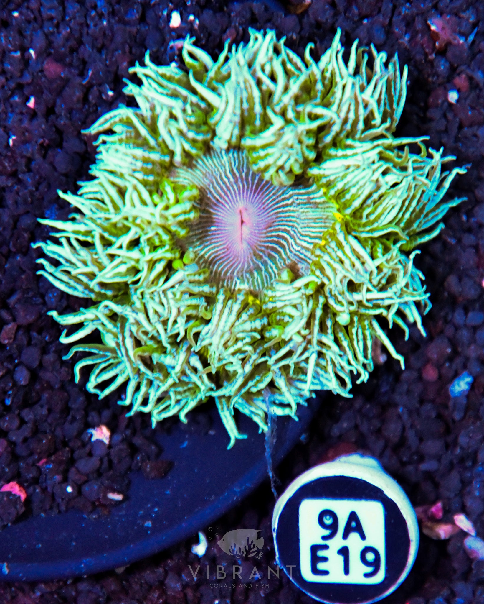 Rock Flower Anemone