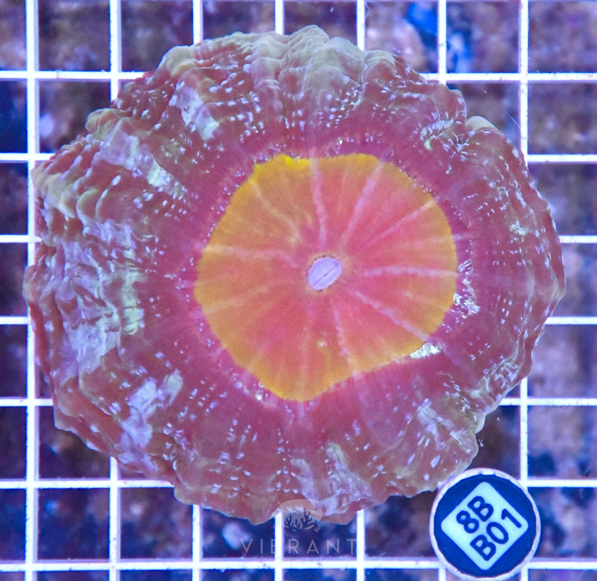 Acanthophyllia INDO W