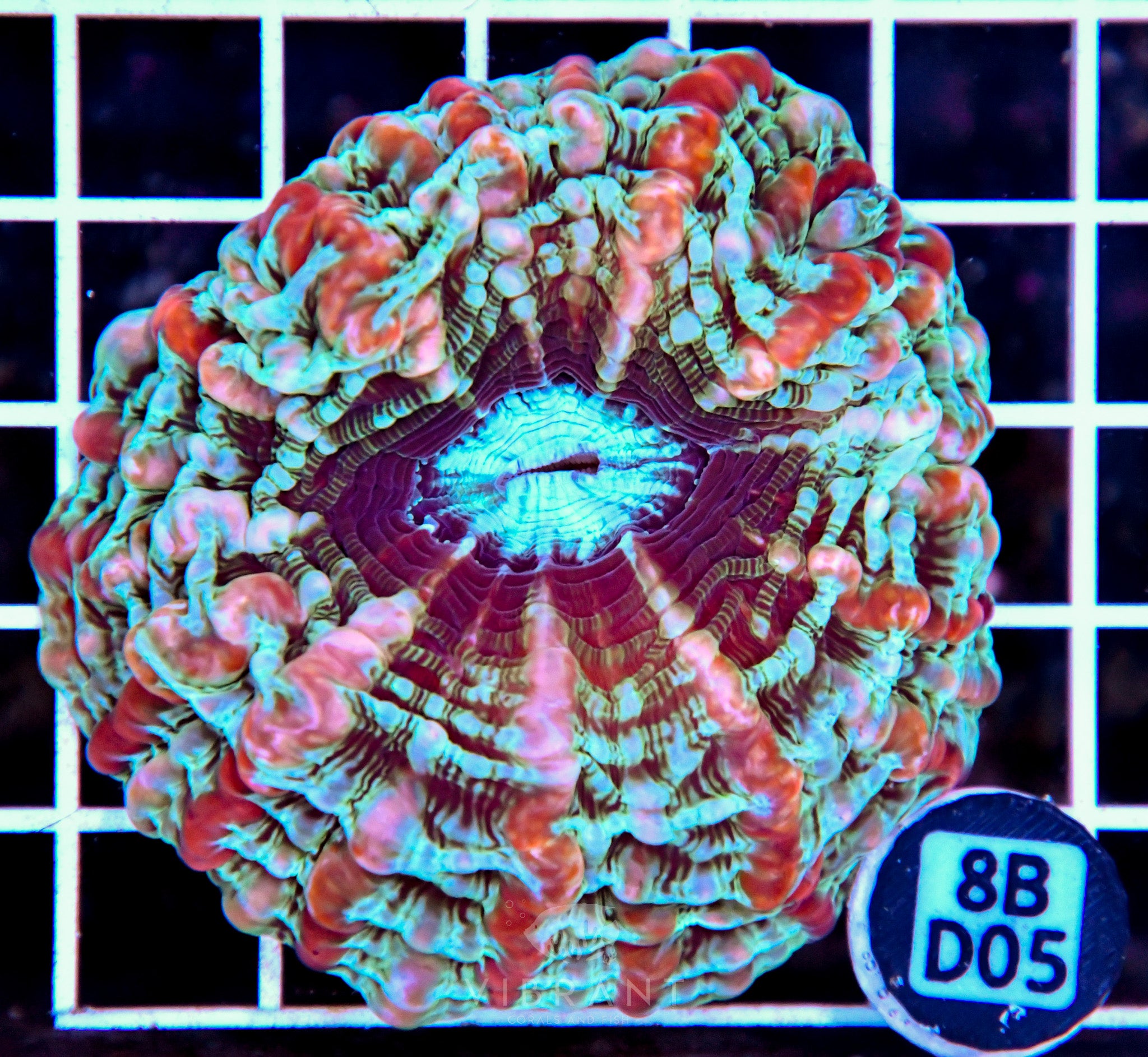 Indophyllia INDO W