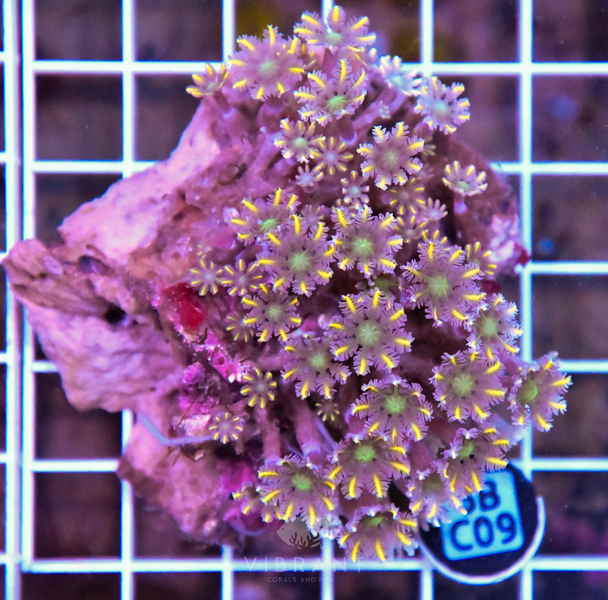 Clove Polyp INDO W