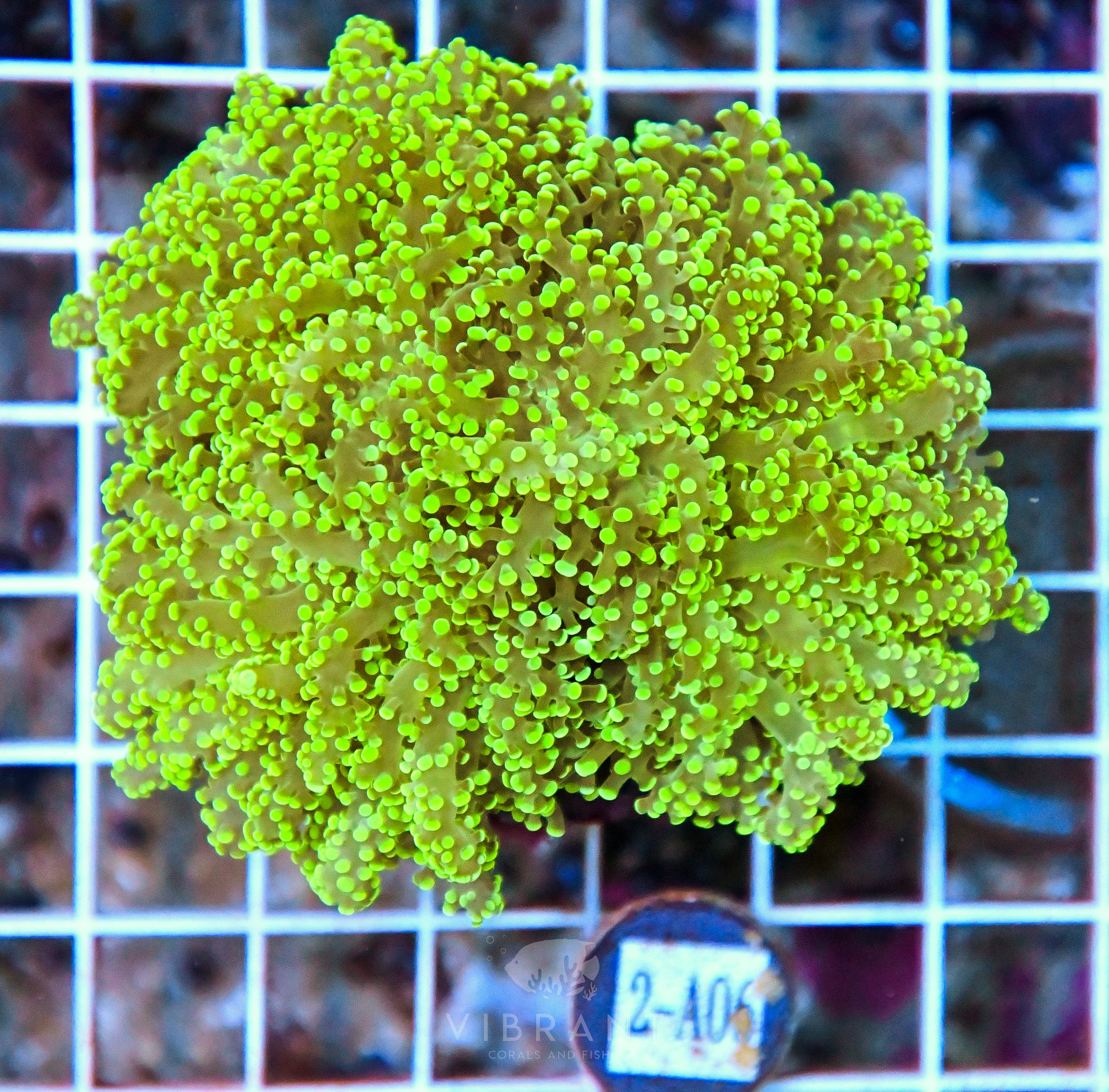 Yaeyamaensis Branching INDO