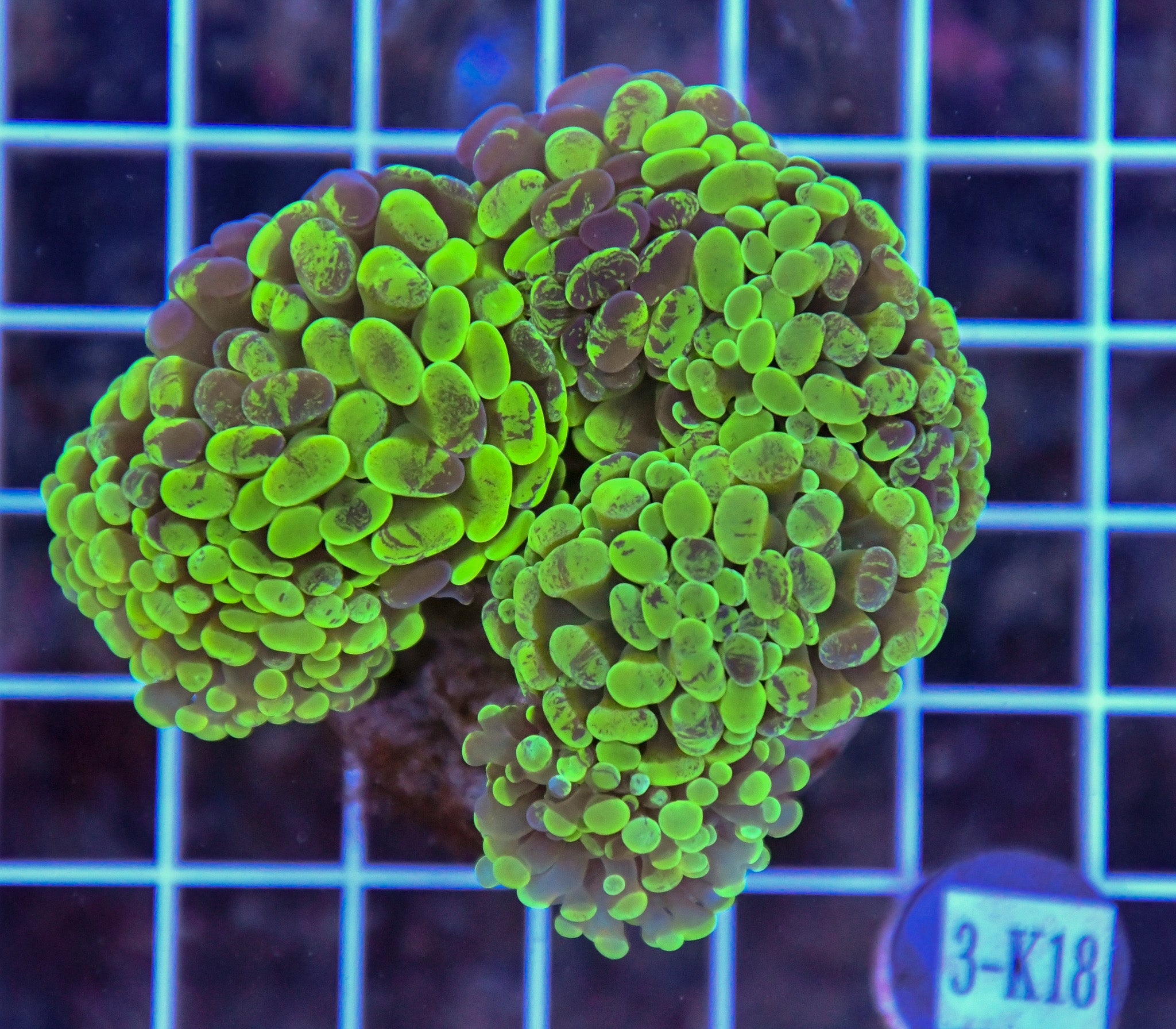 Hammer Branching INDO