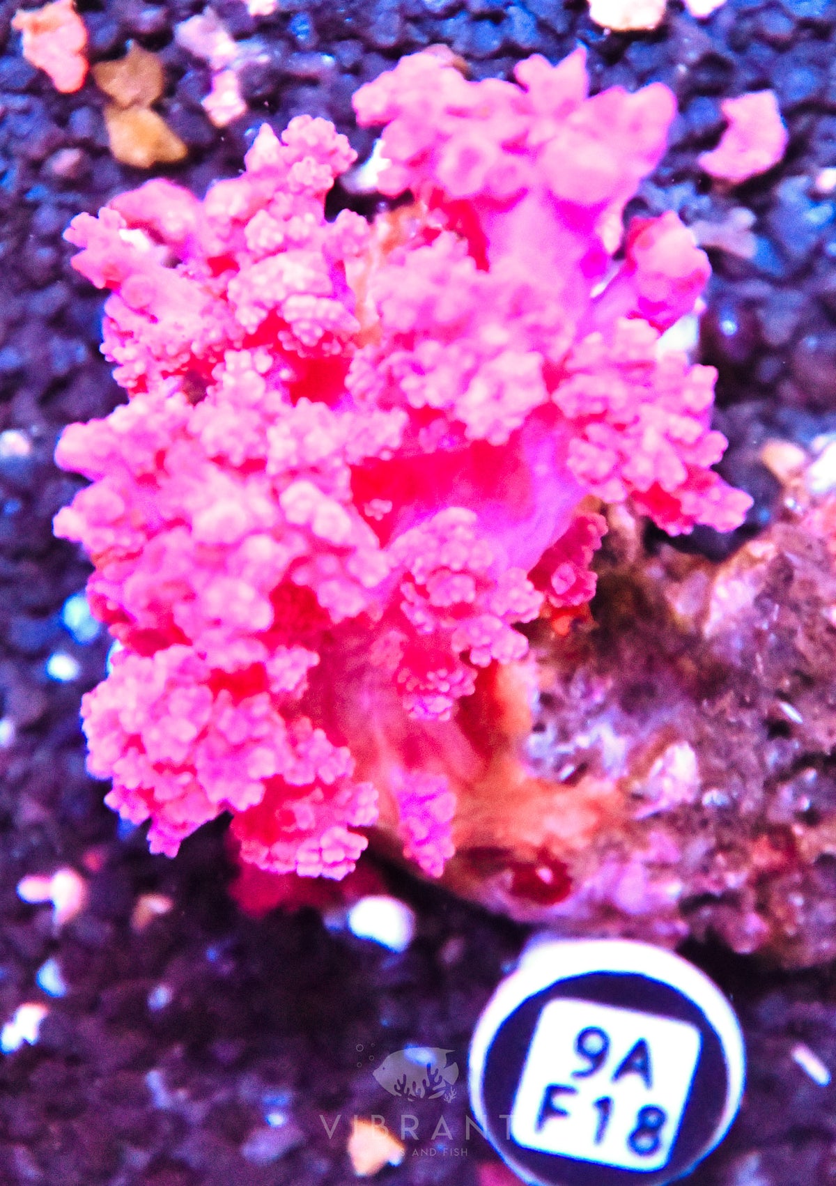 Carnation Coral INDO W
