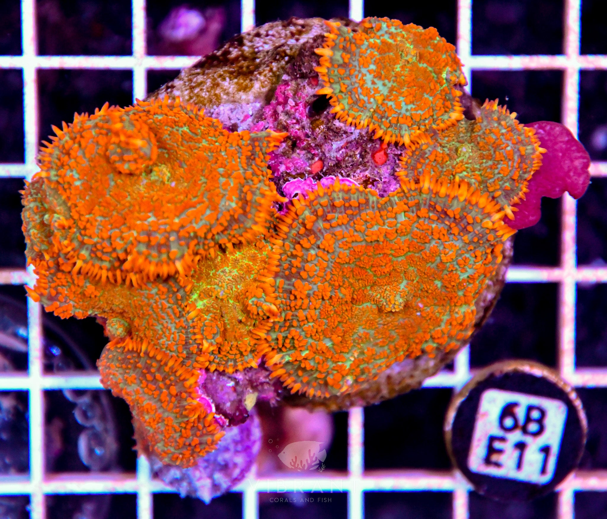 Mushroom INDO