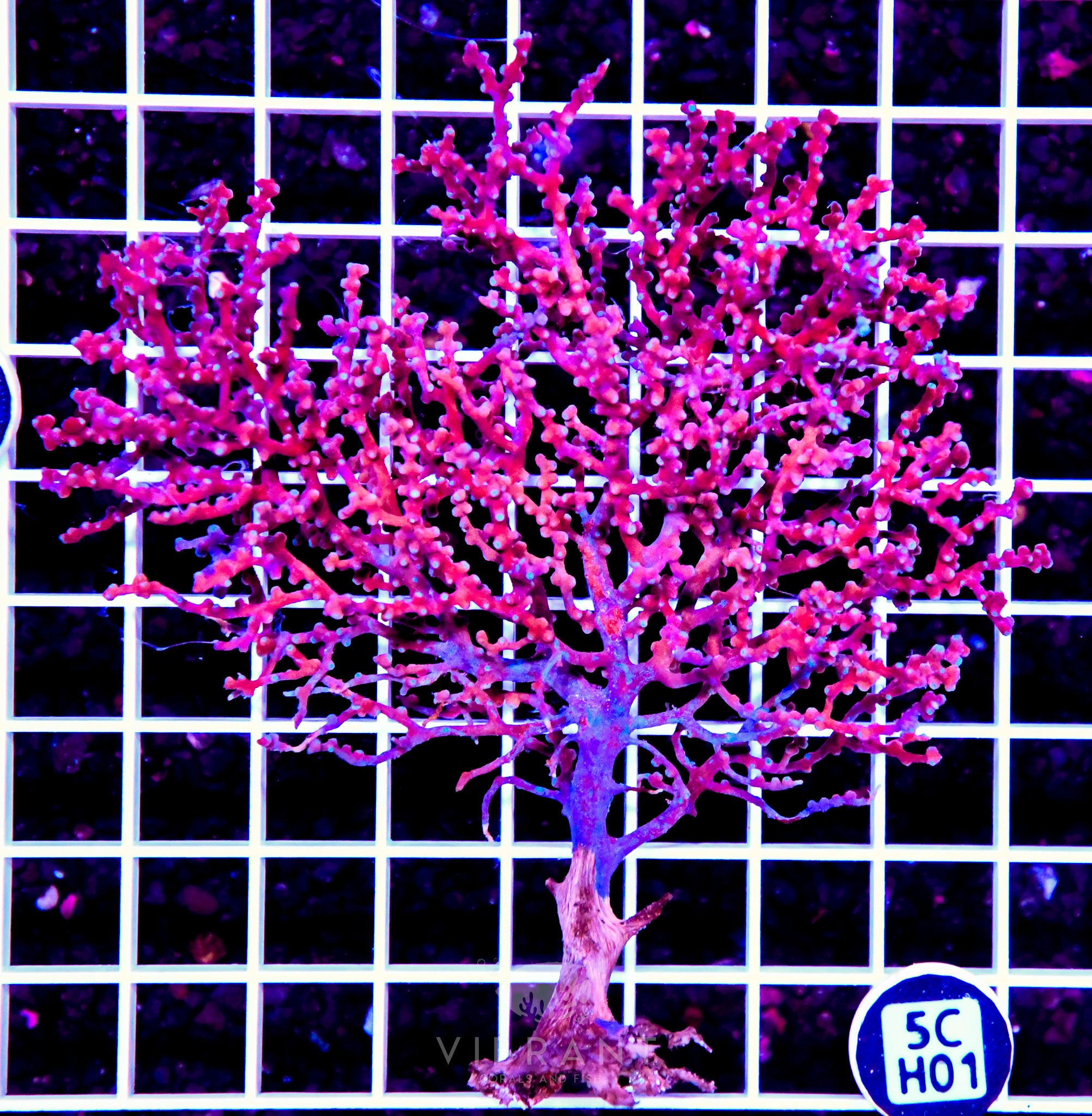 Gorgonian INDO W