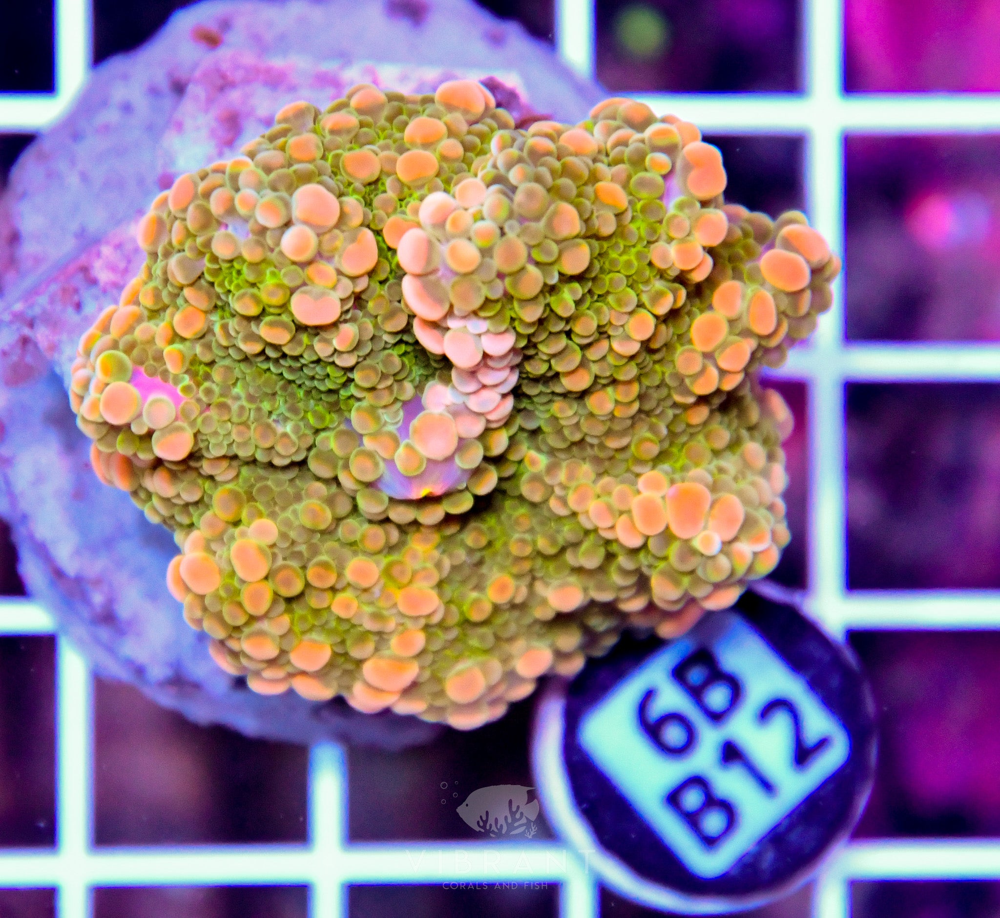 Mushroom INDO