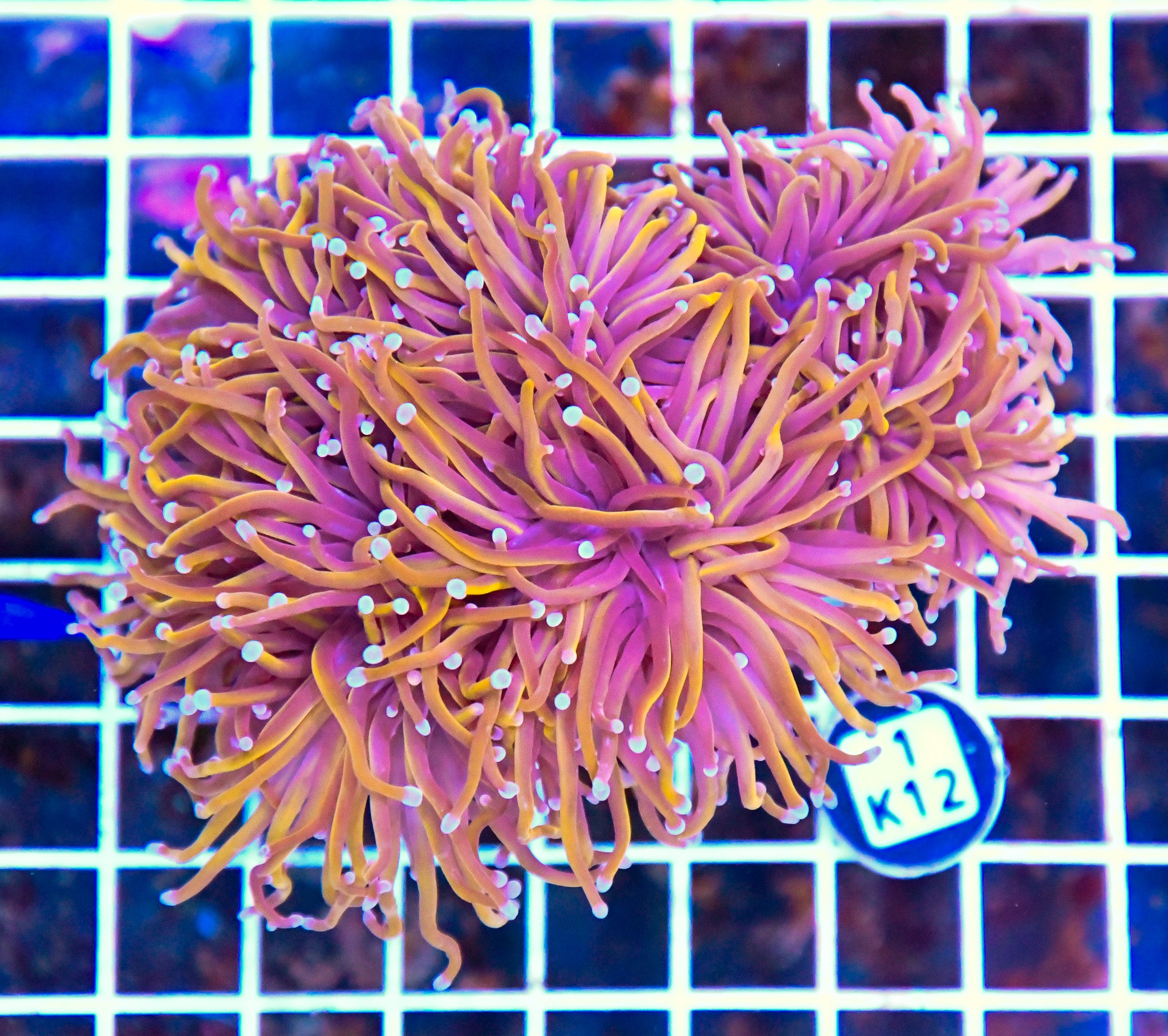 Torch INDO