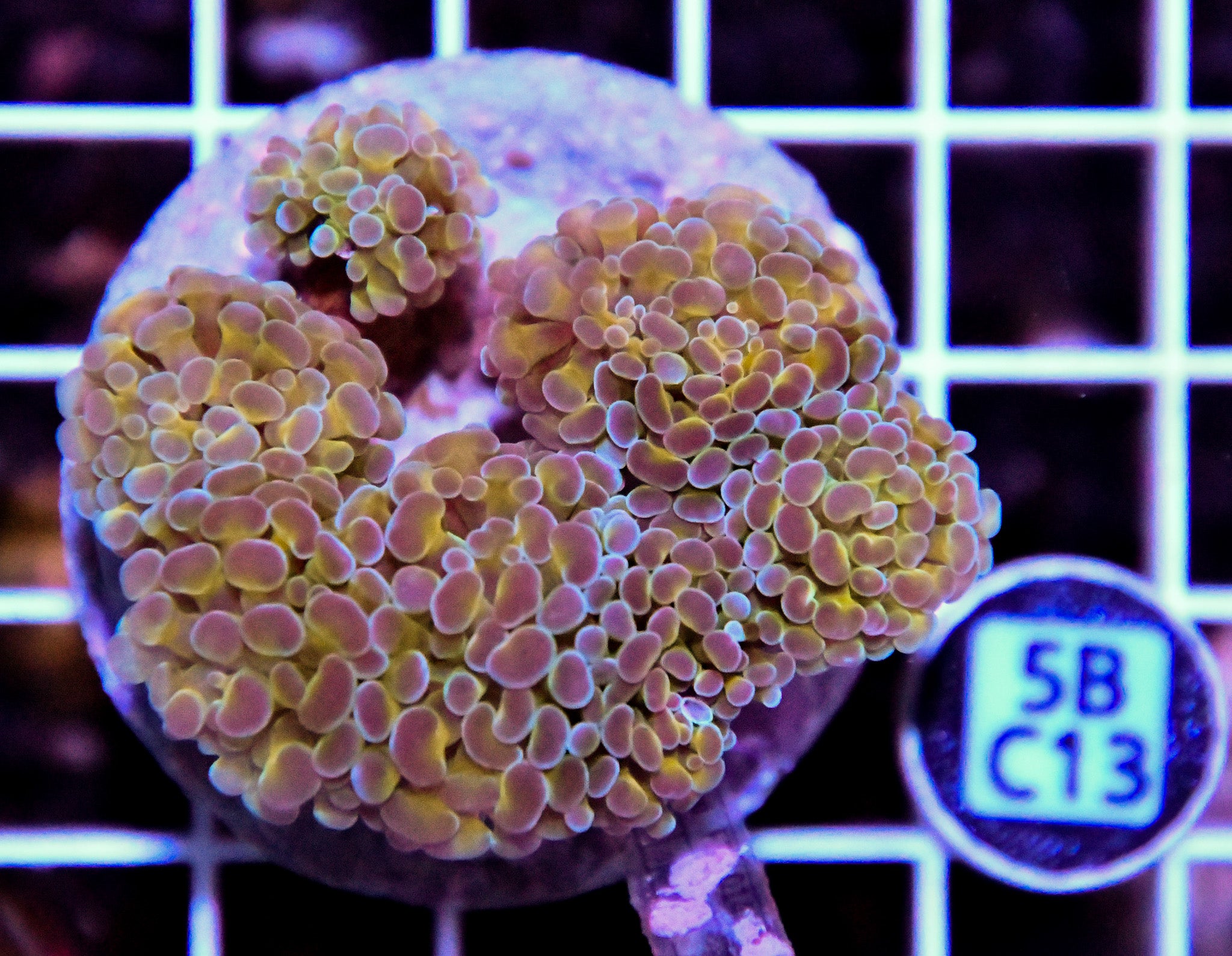 Hammer Branching INDO Halogram