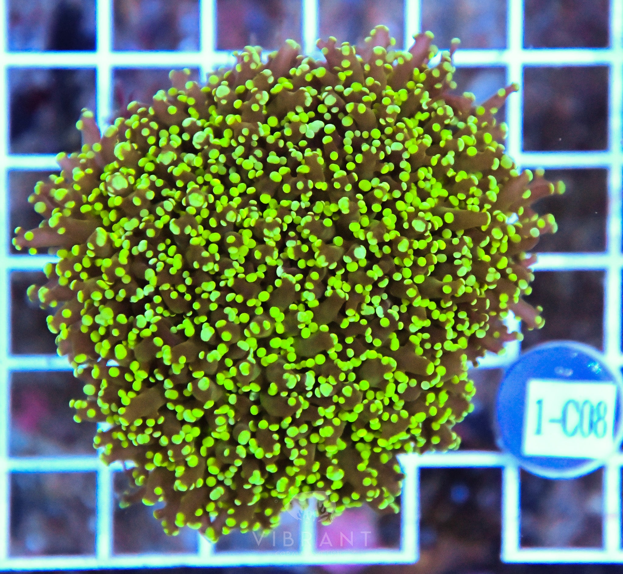 Yaeyamaensis Branching INDO