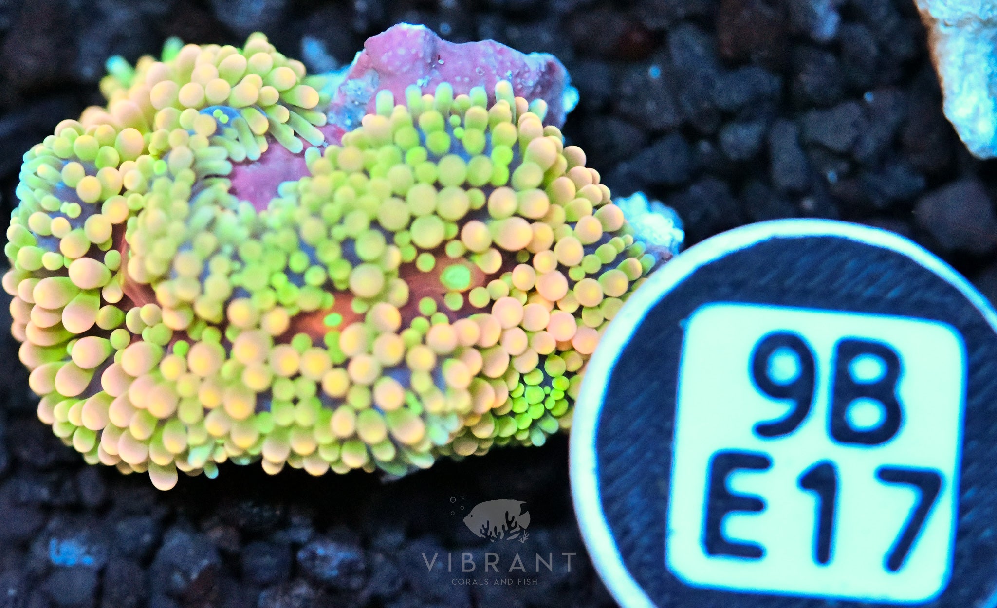 Ricordea Mushroom