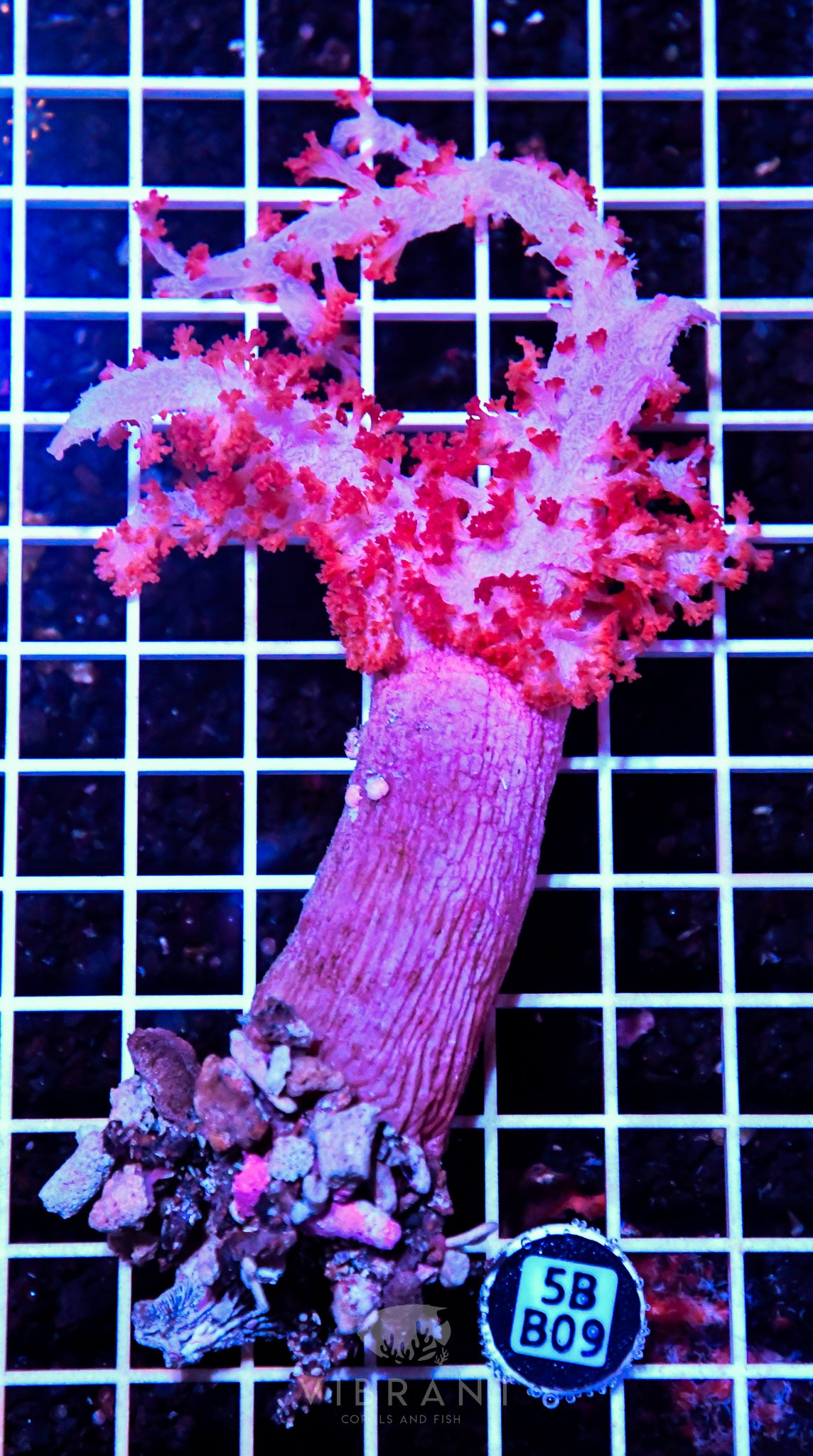 Carnation Coral INDO W