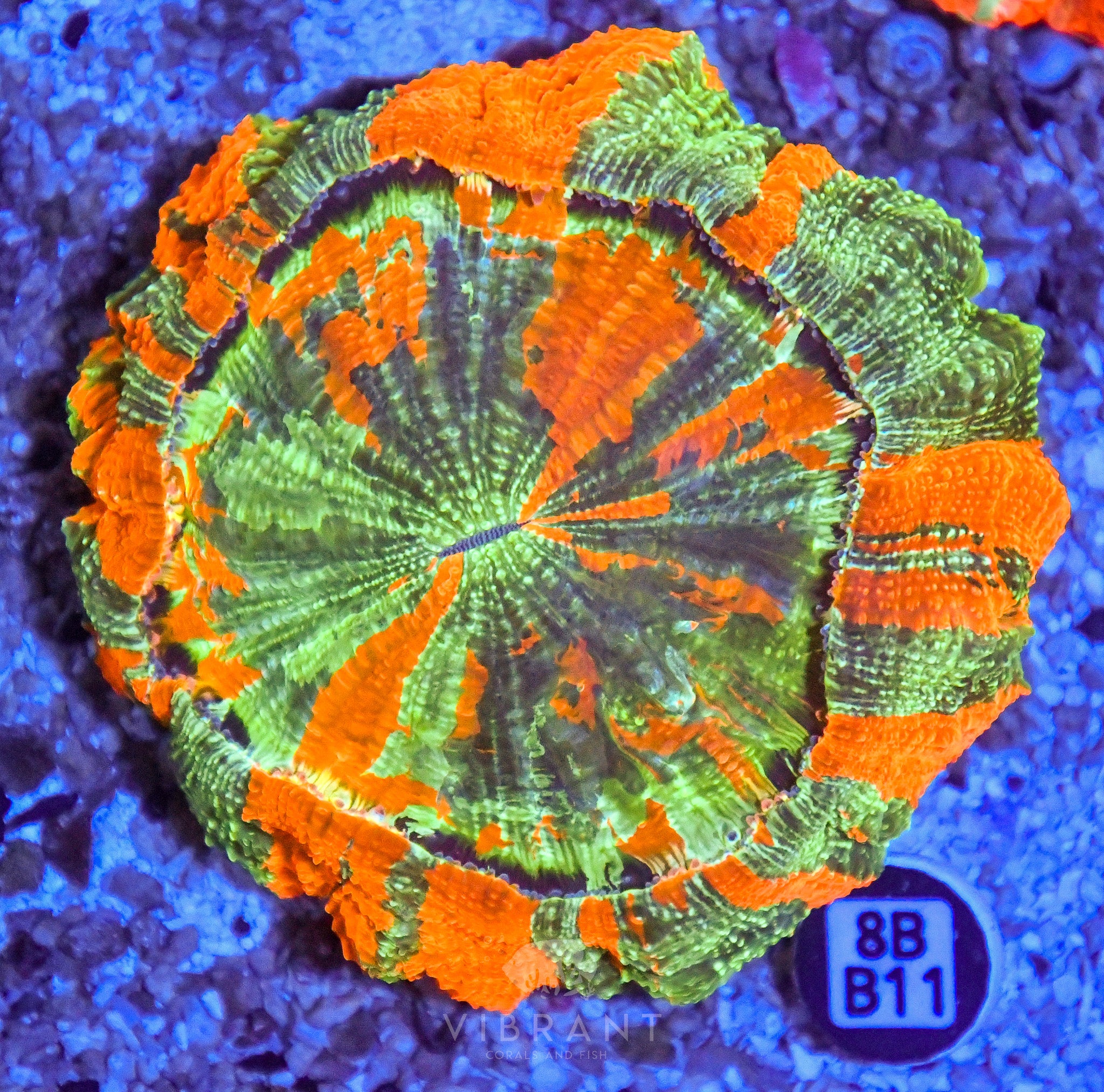 Acanthophyllia  INDO W