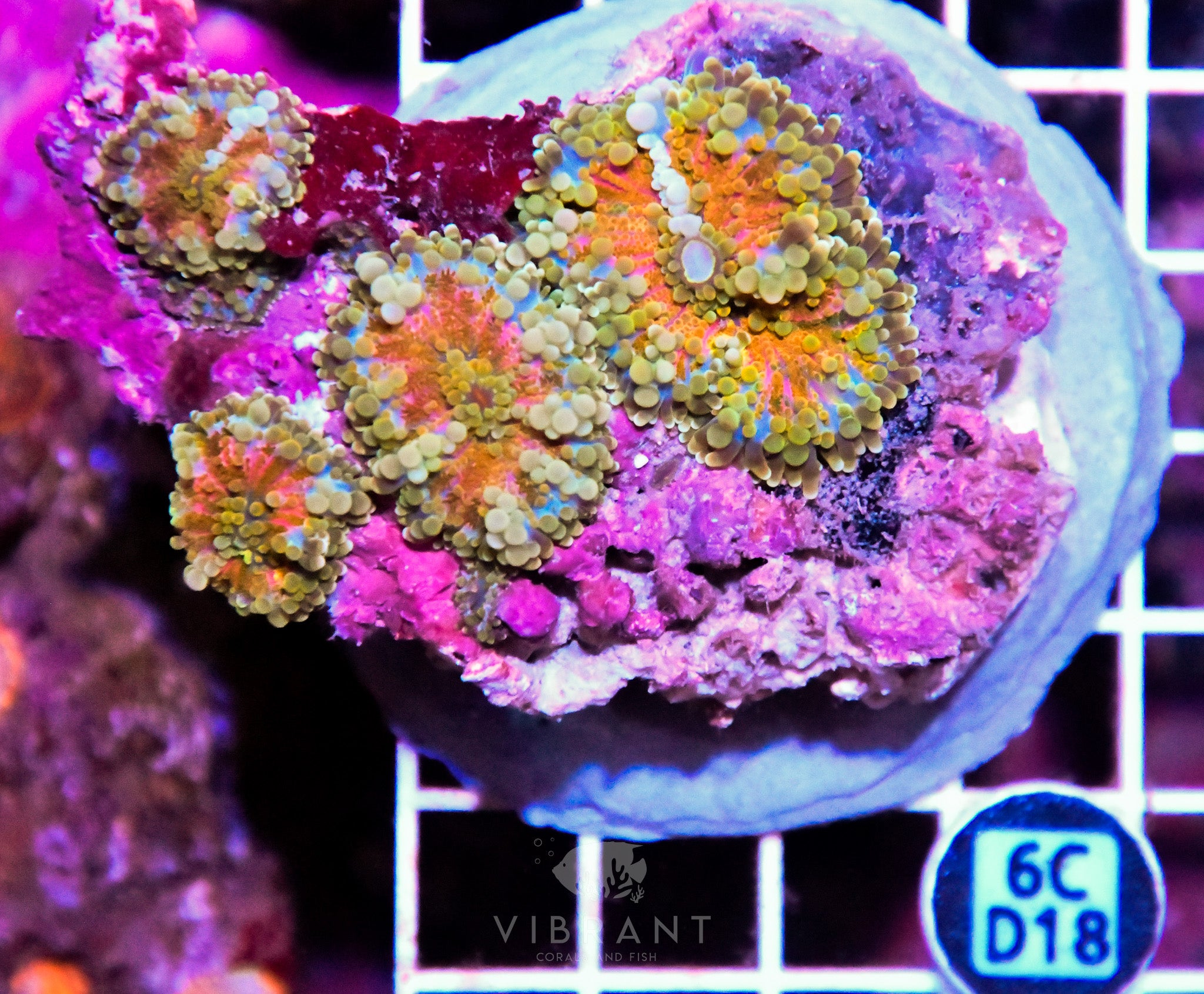 Mushroom INDO