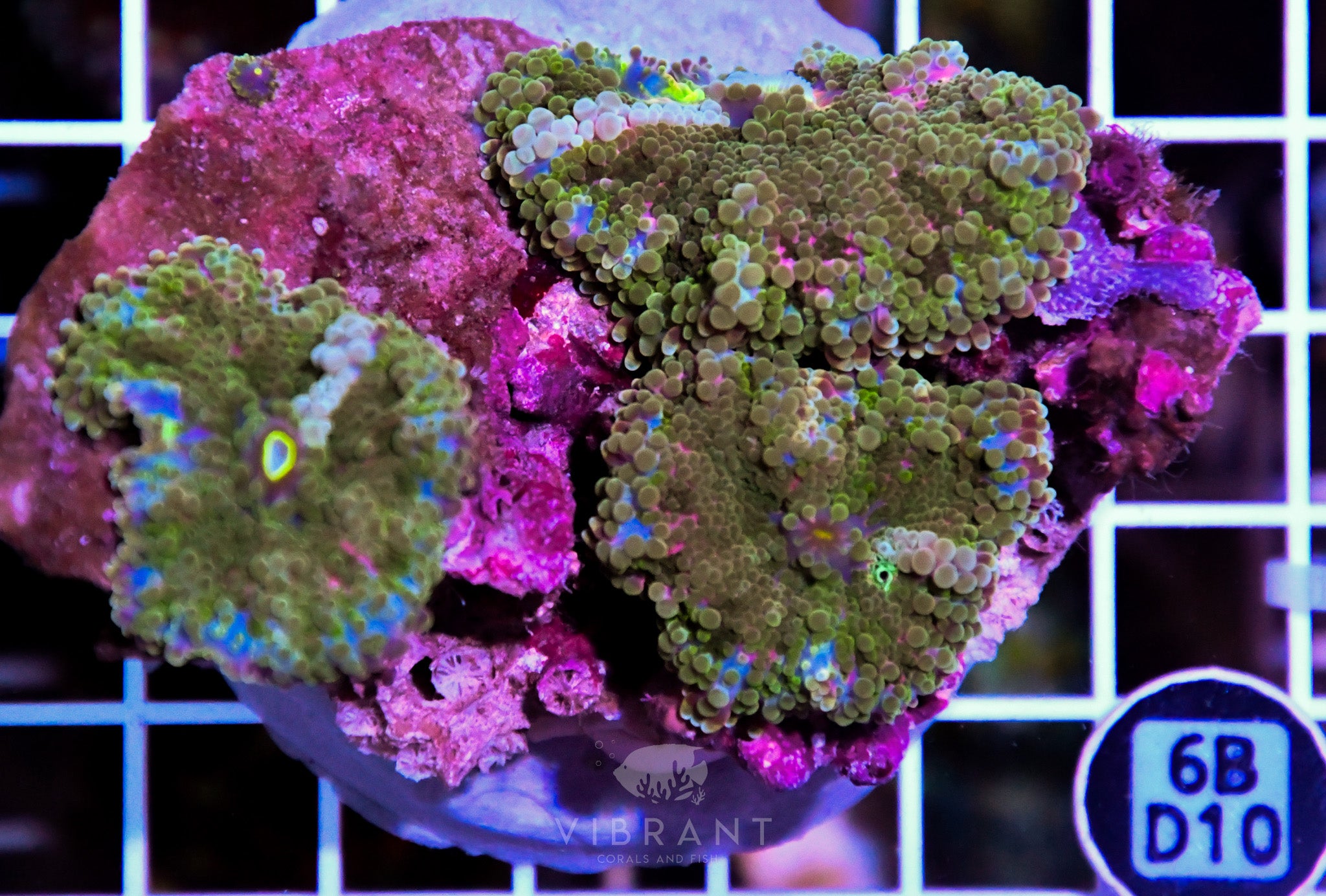 Mushroom INDO