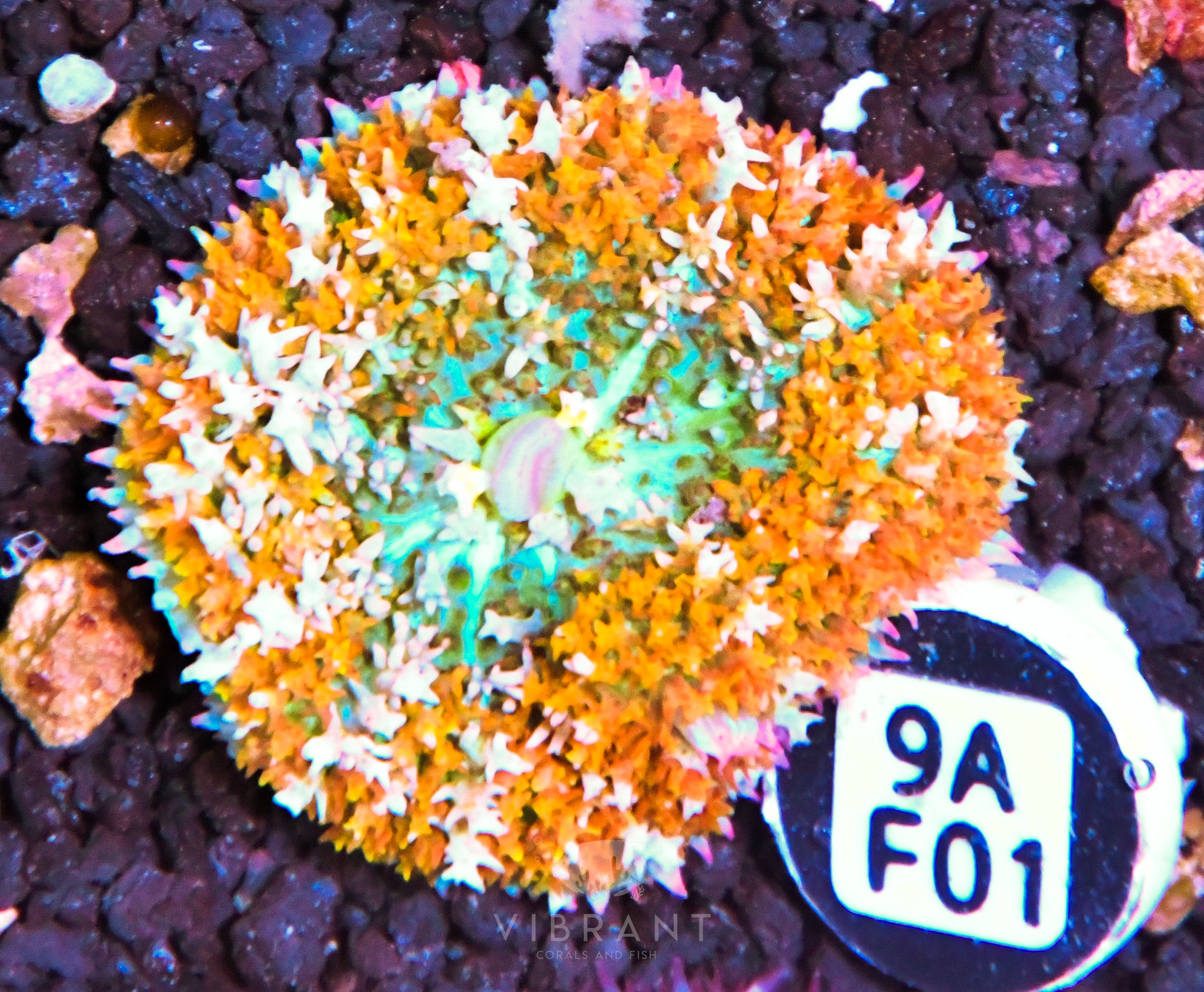 ⭐️ St Thomas Mushroom