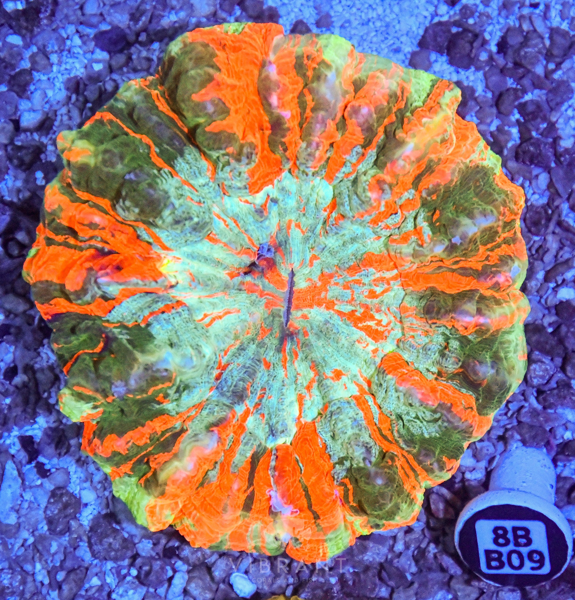 Acanthophyllia  INDO W