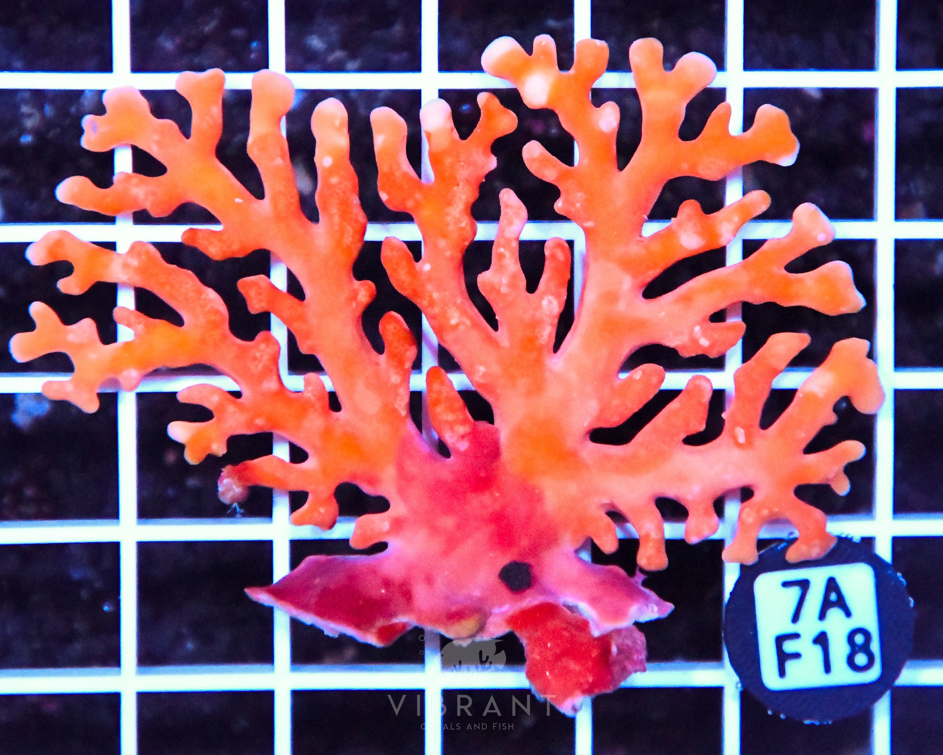 Lace Coral AUS