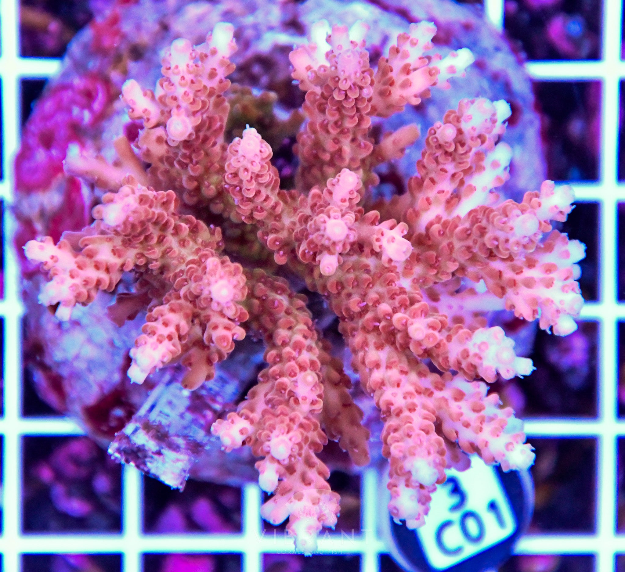 Acro INDO
