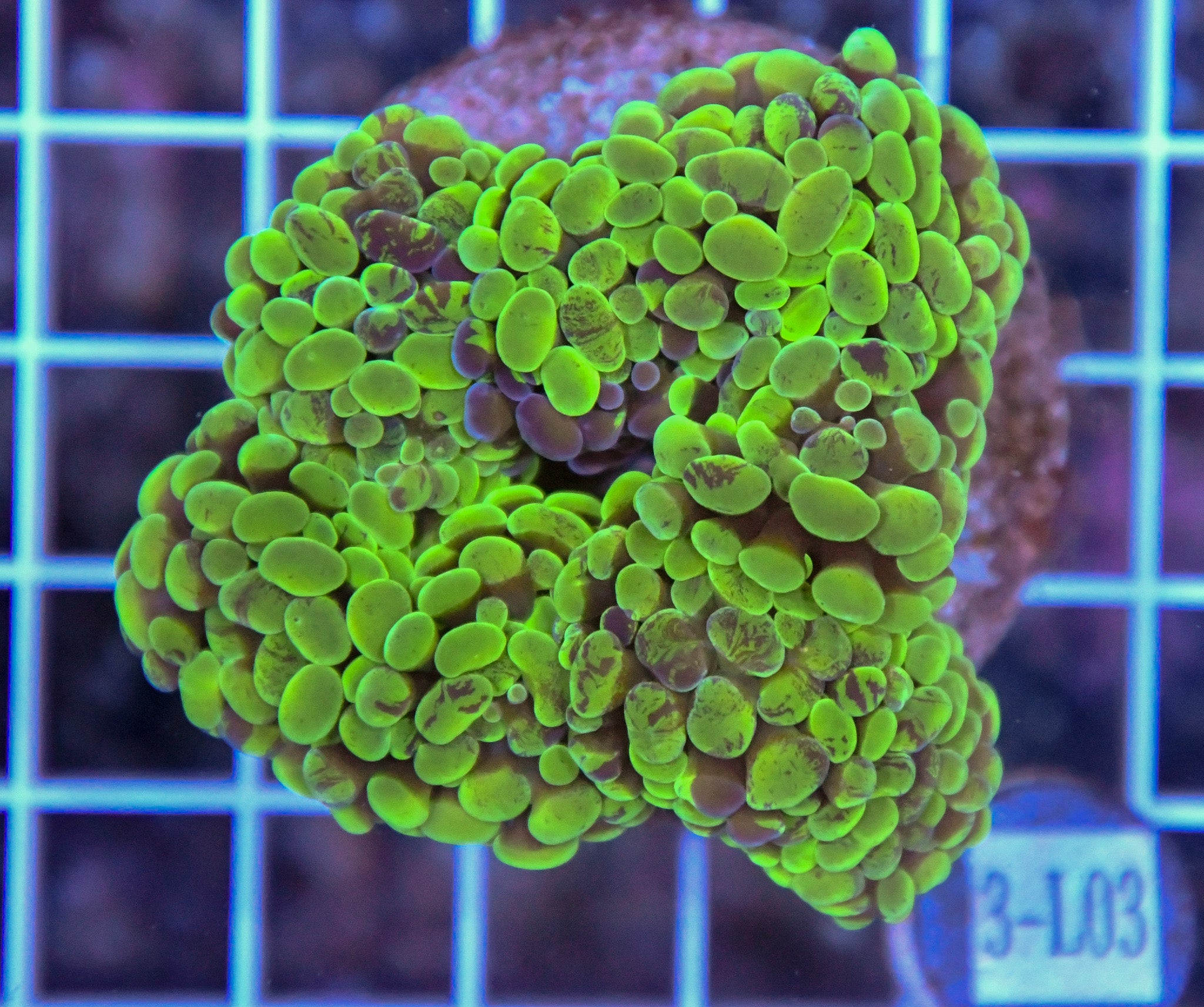 Hammer Branching INDO