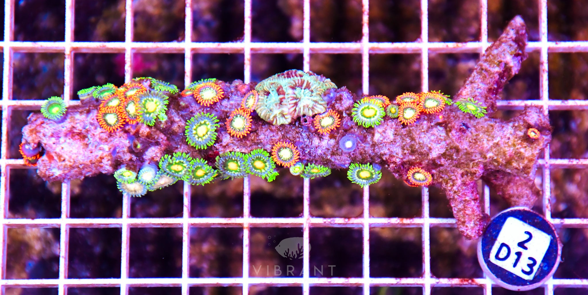 Zoa AUS