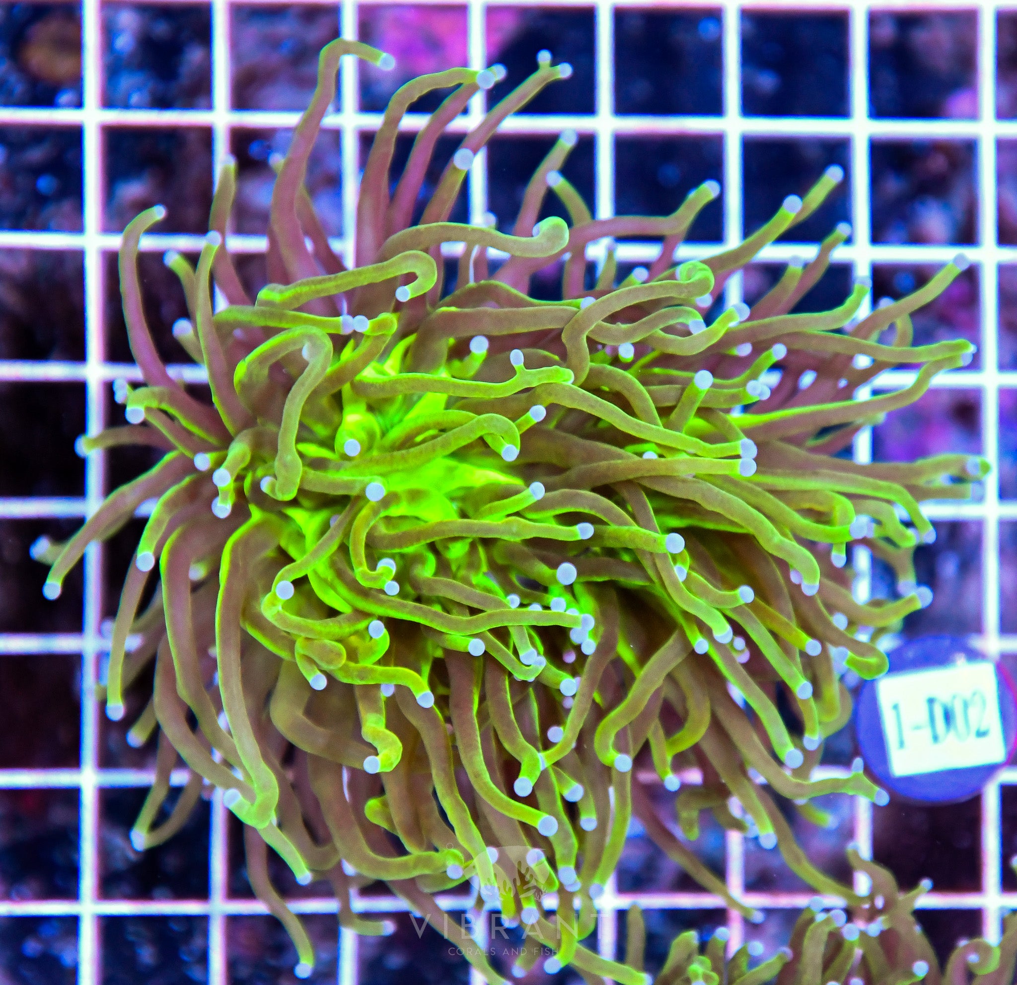 Torch INDO REVERSE GLITTER