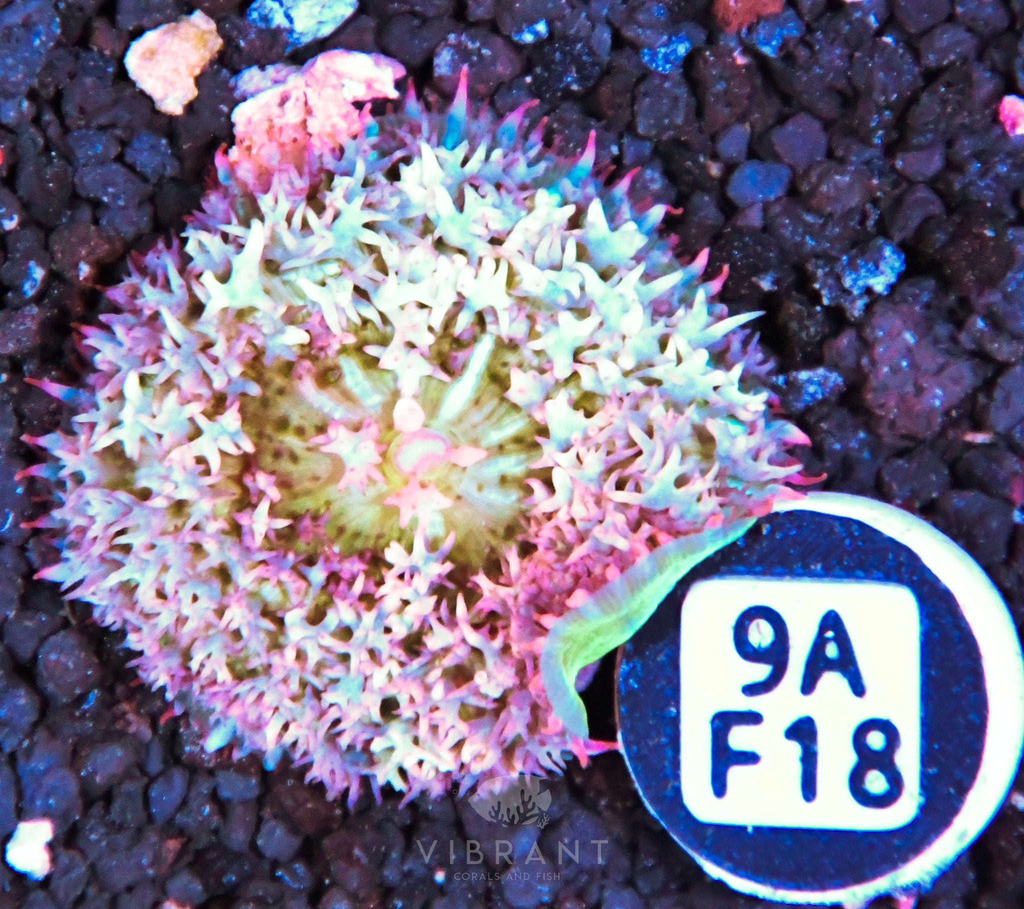 ⭐️ St Thomas Mushroom