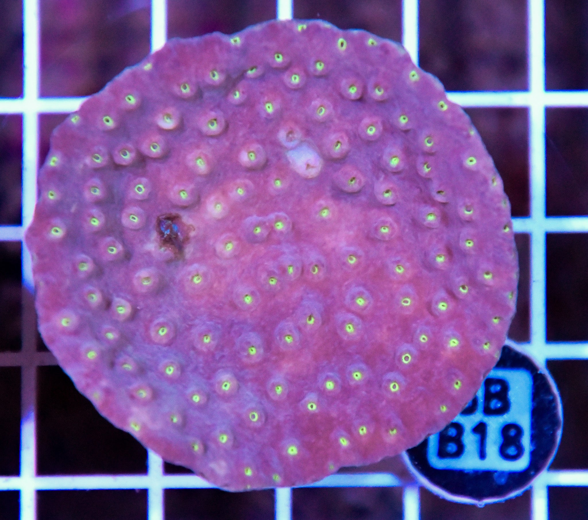 Turbinaria AUS