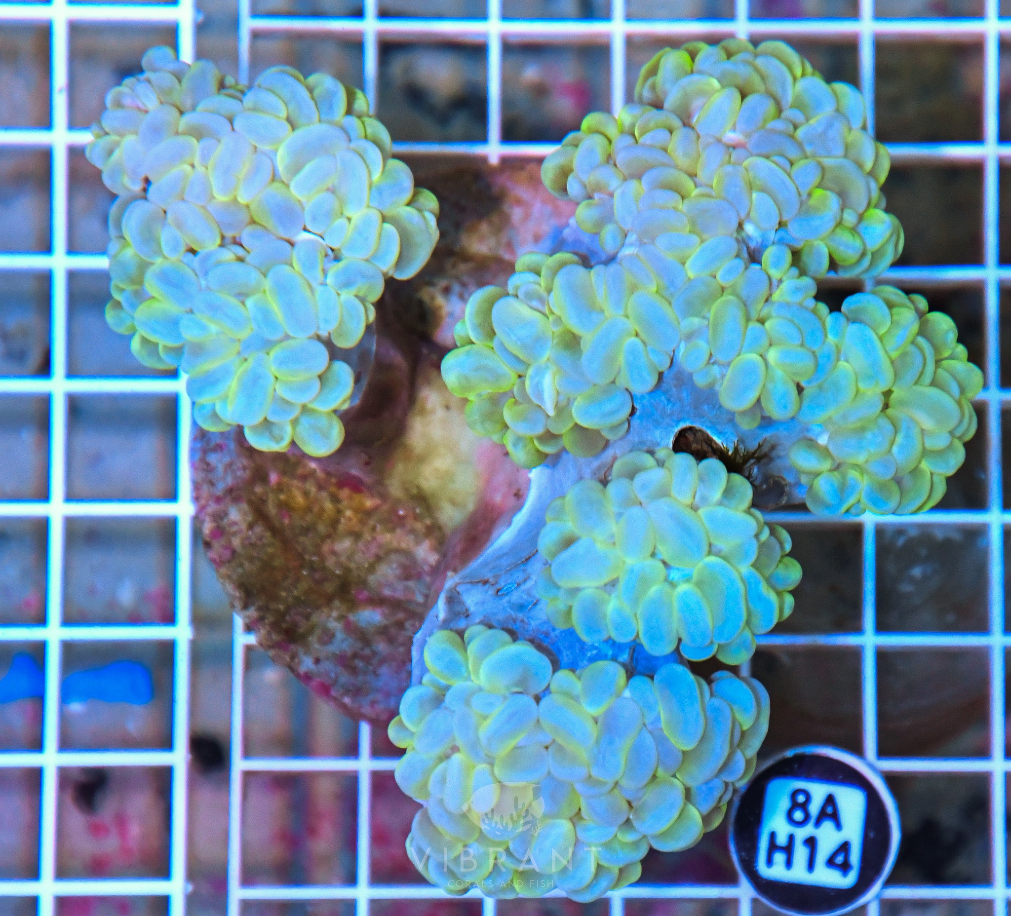 Bubble Coral INDO