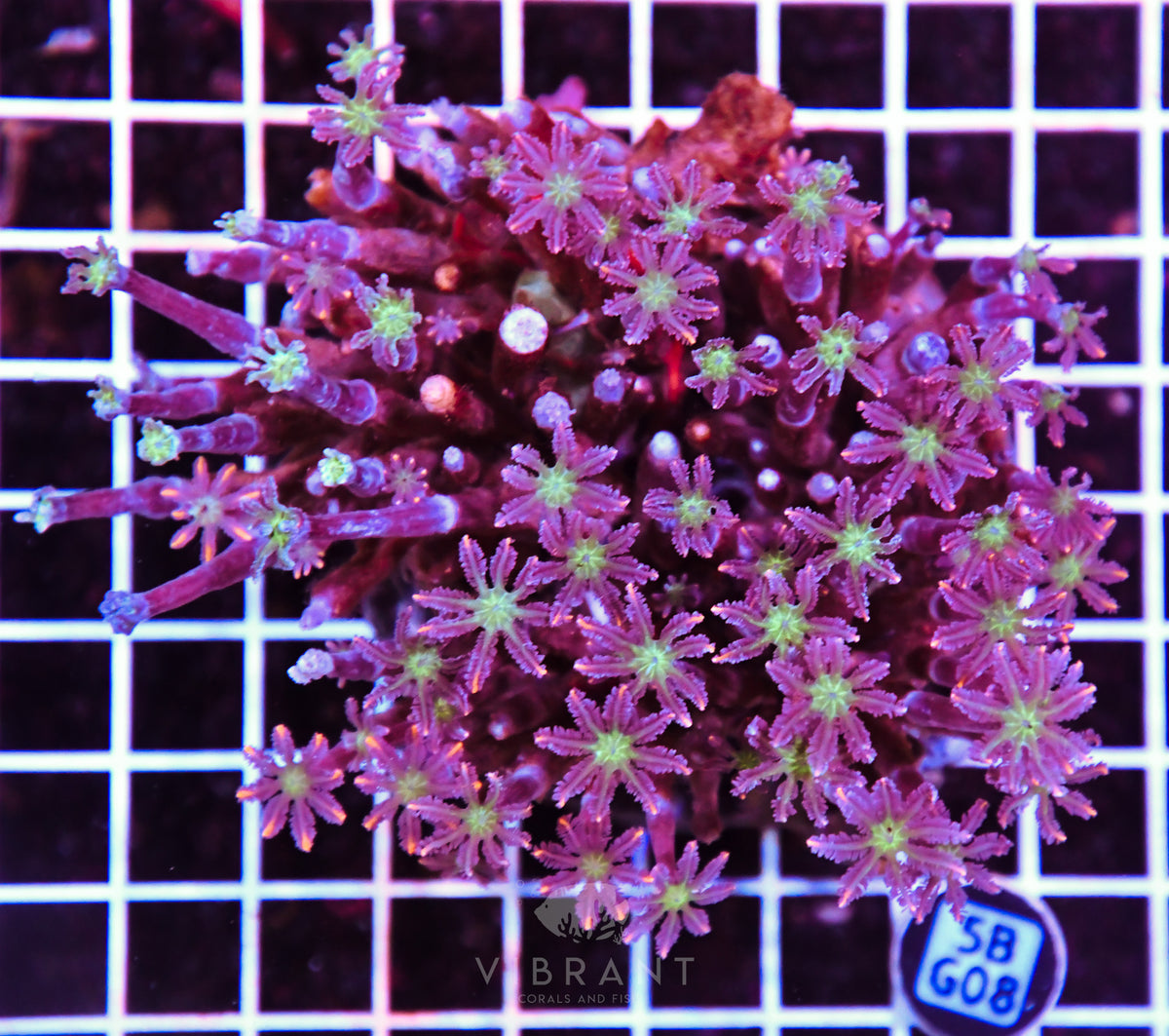 Clove Polyp INDO