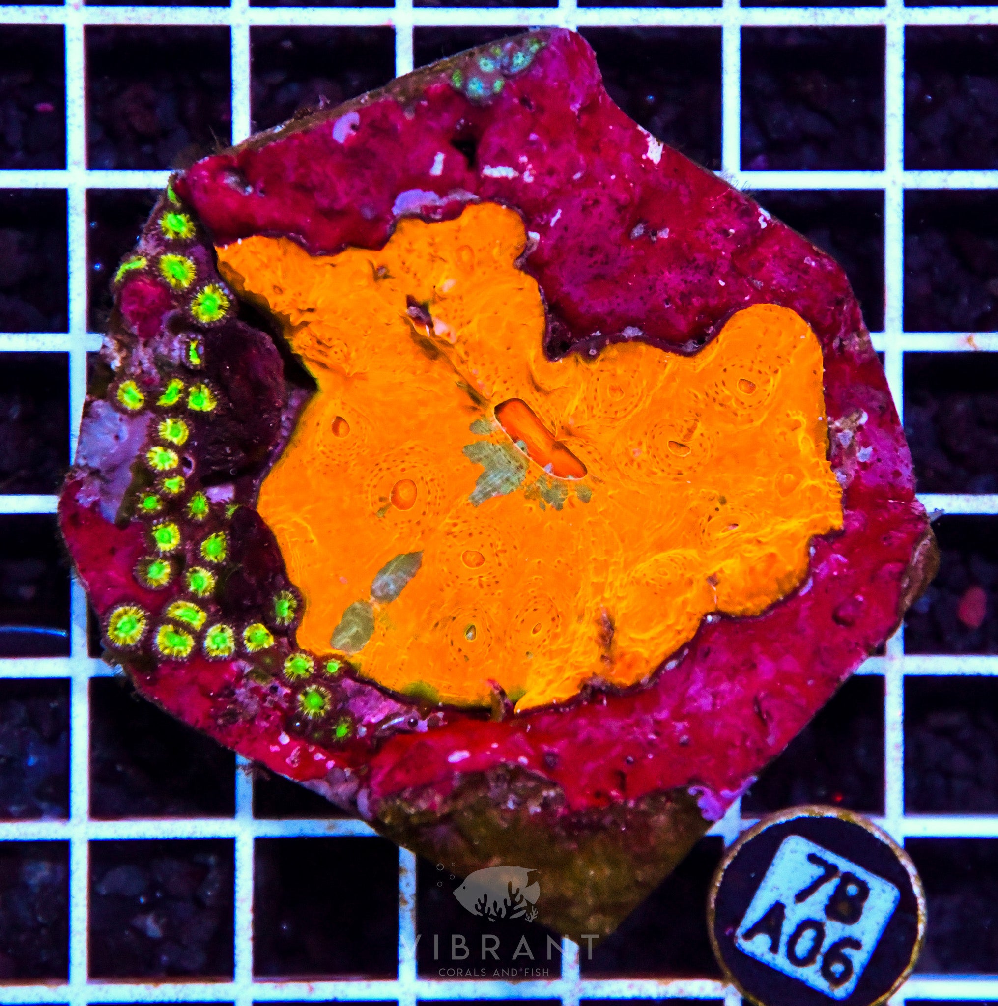 Chalice Ultra INDO W