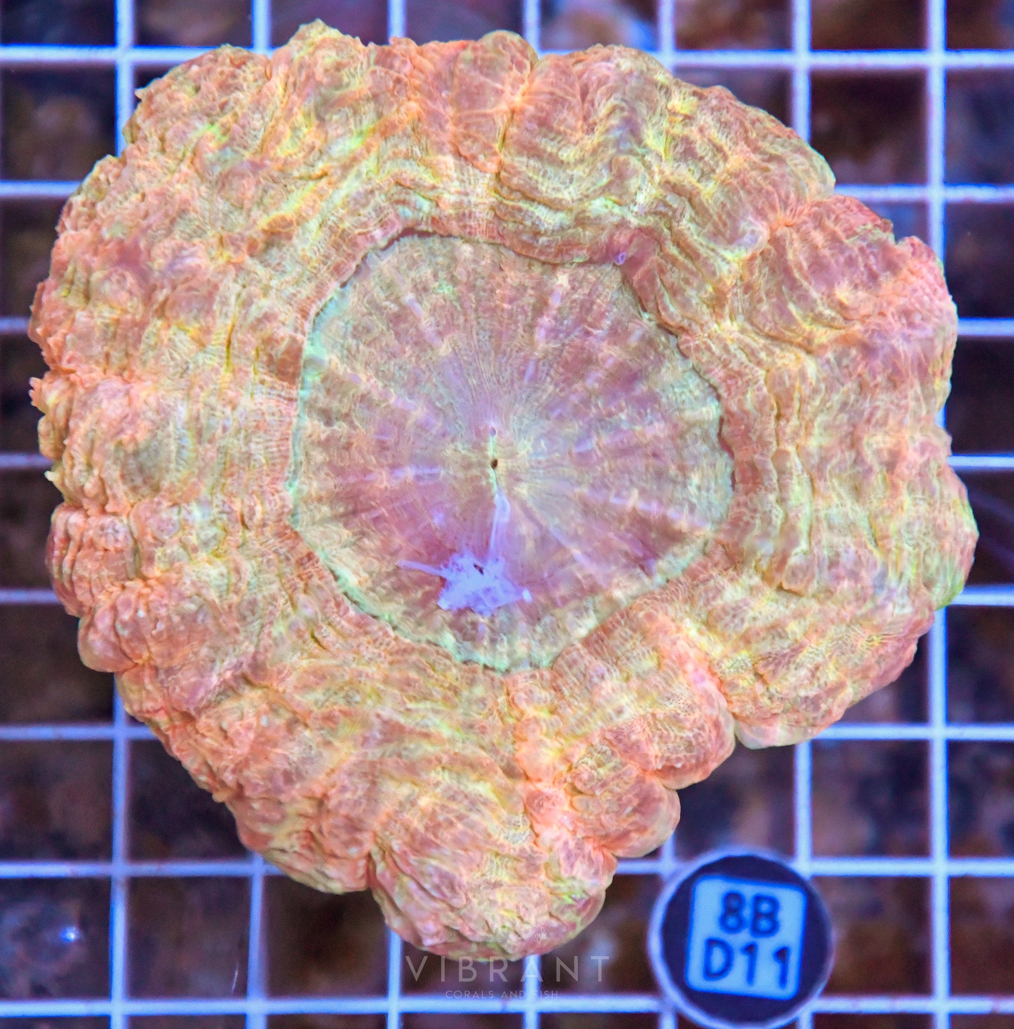 Acanthophyllia INDO W