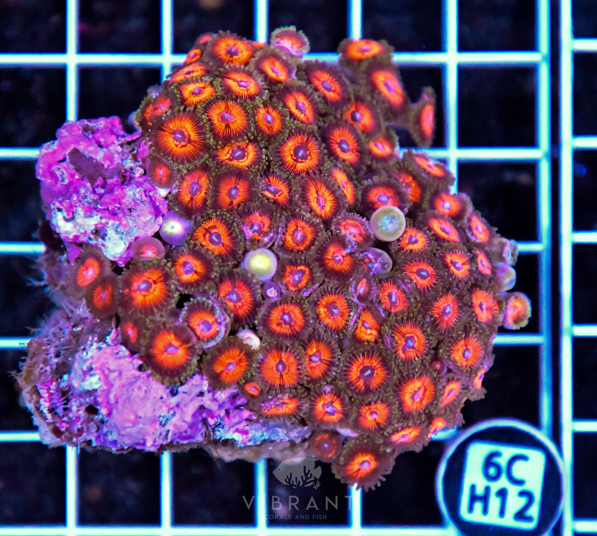 Zoa INDO W