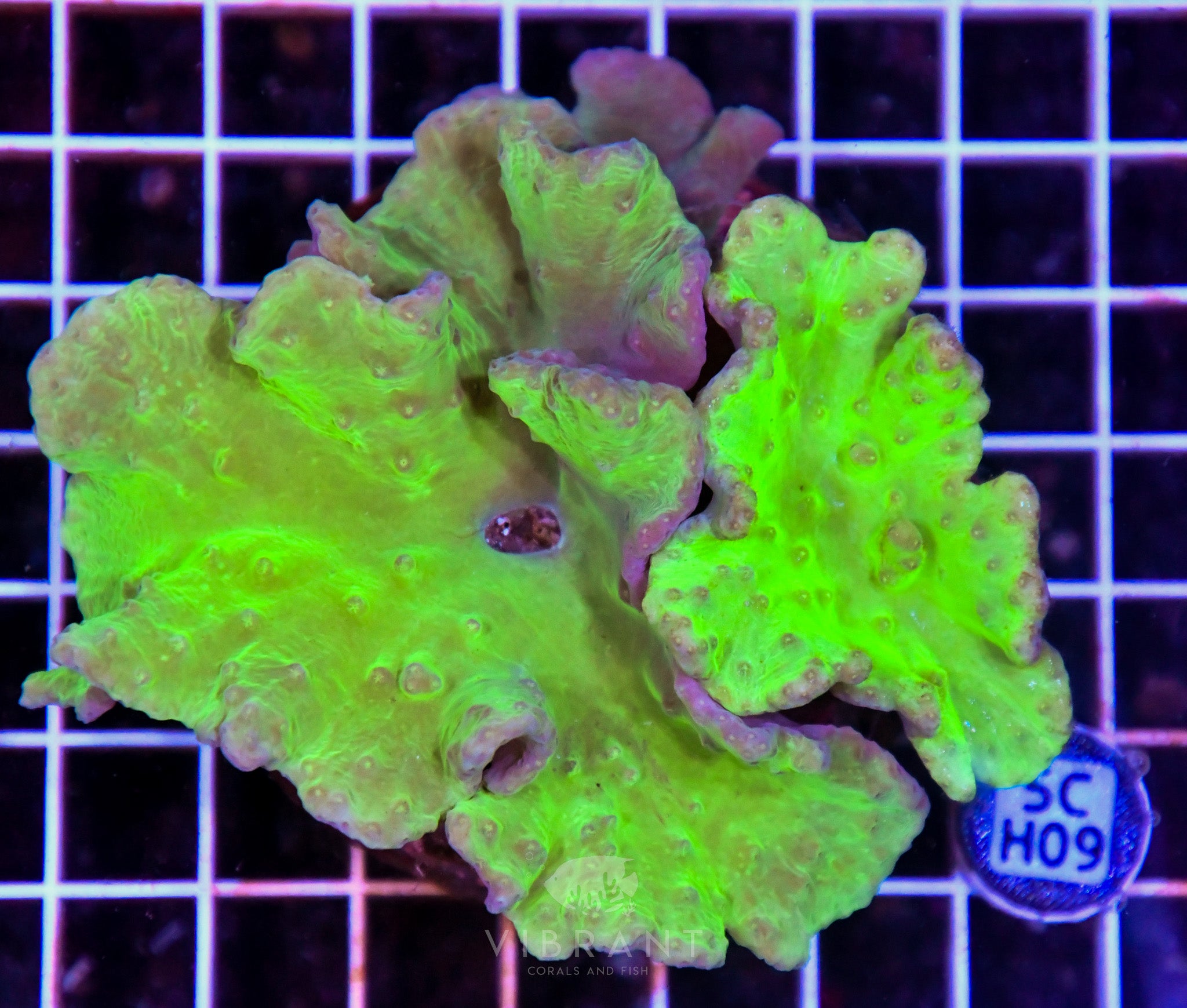 Cabbage Coral INDO W