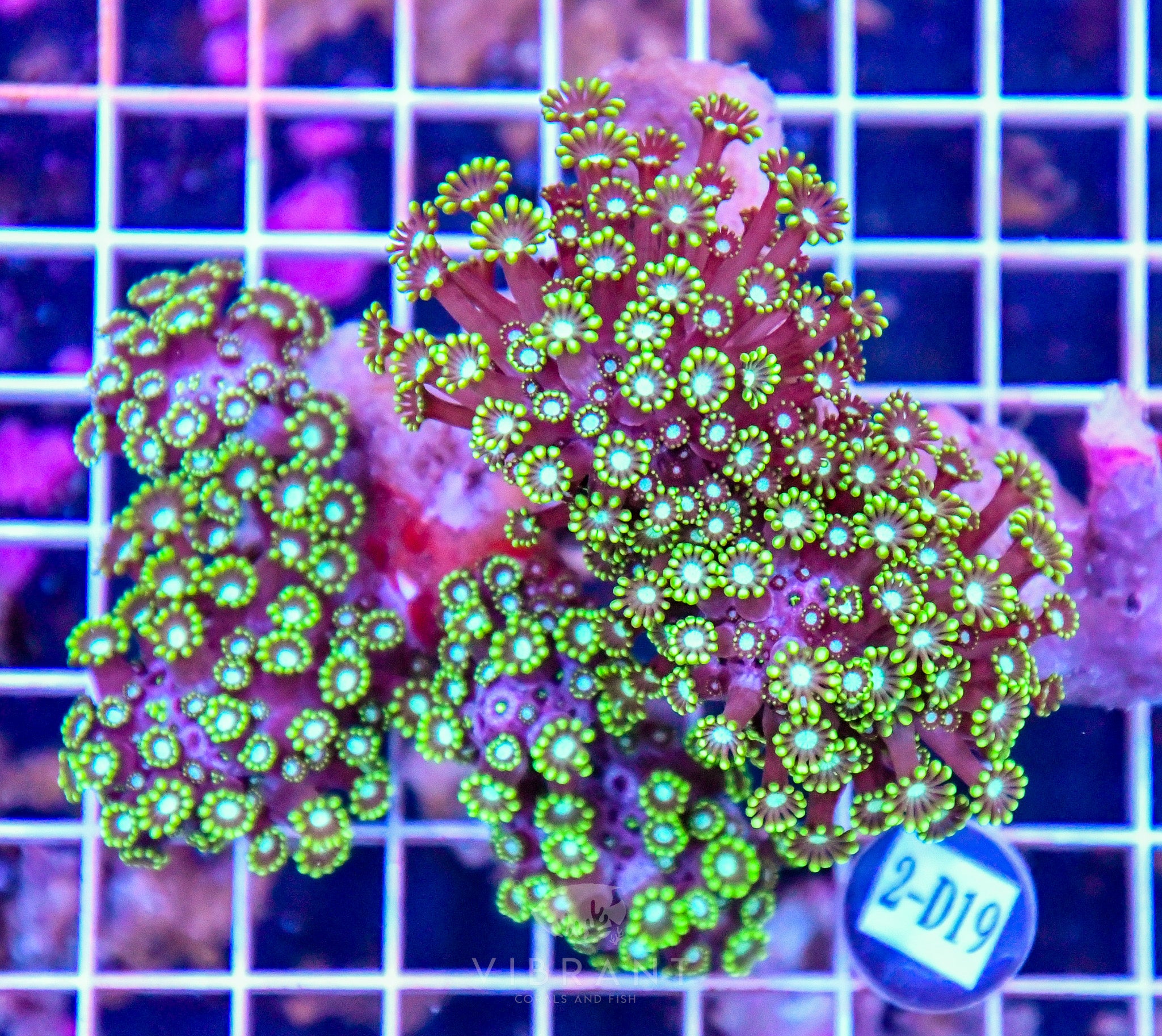 Alveopra Branching INDO W