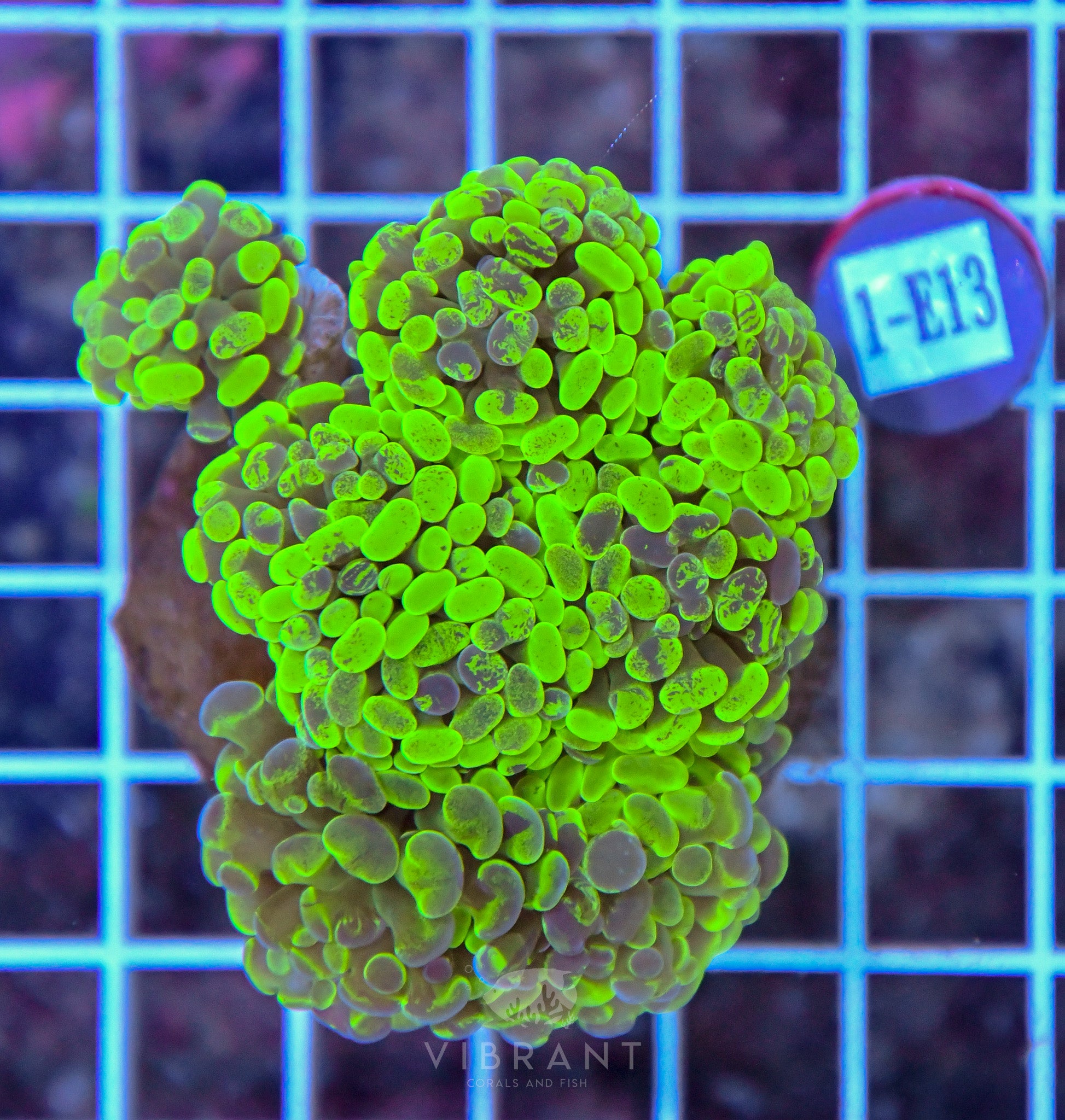 Hammer Branching INDO