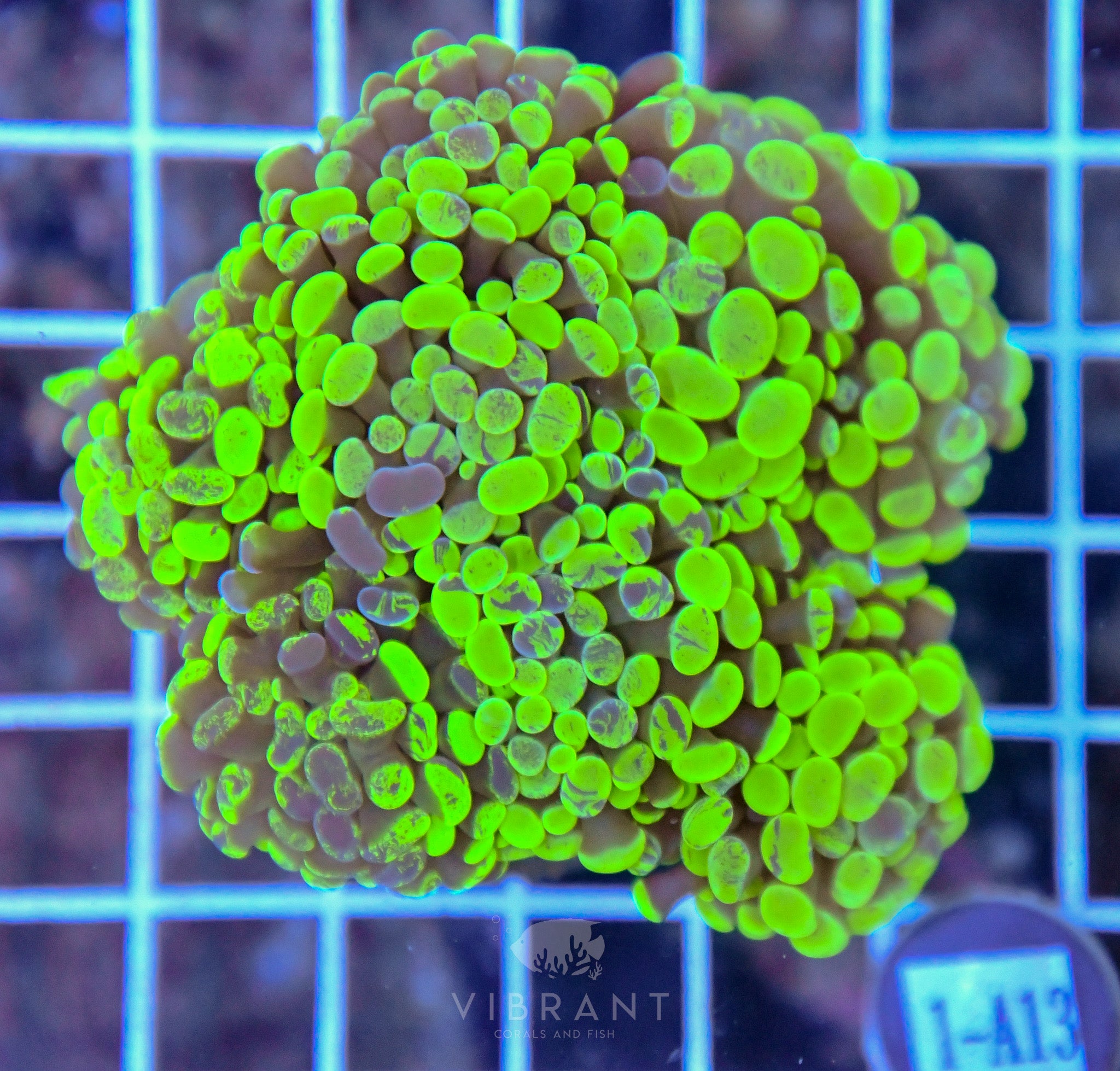 Hammer Branching INDO