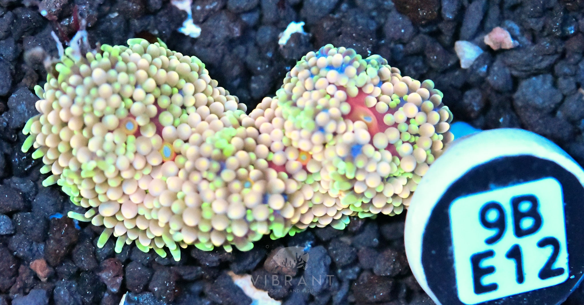 Ricordea Mushroom