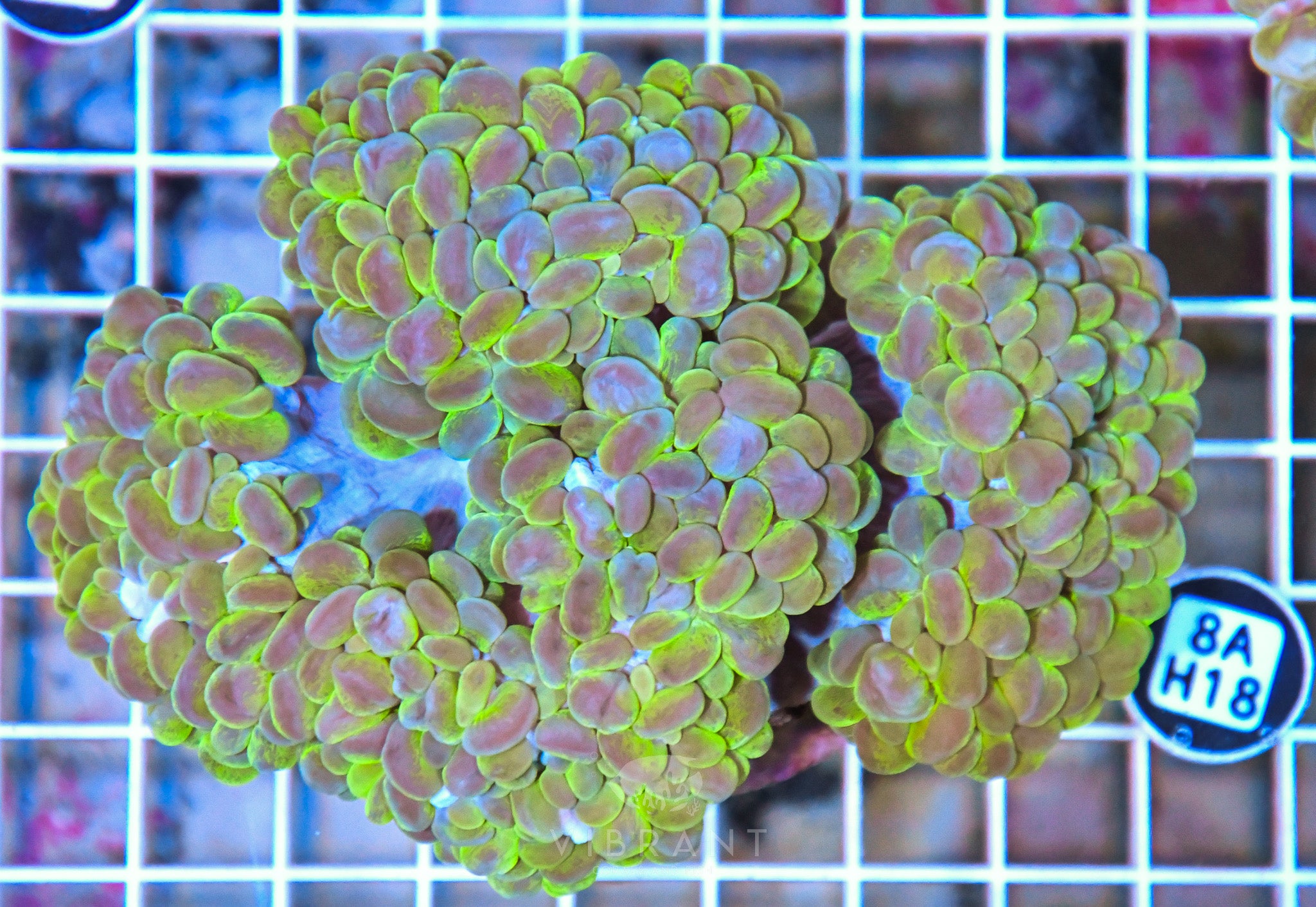 Bubble Coral INDO