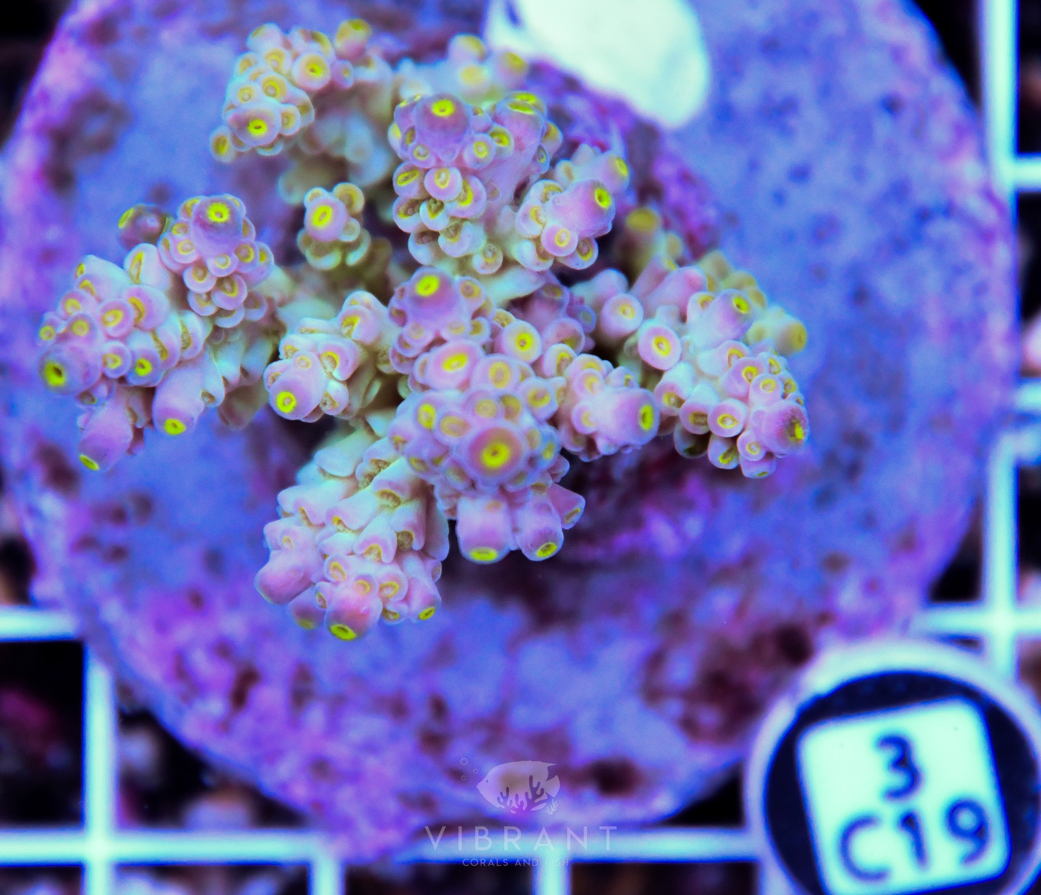Acro INDO