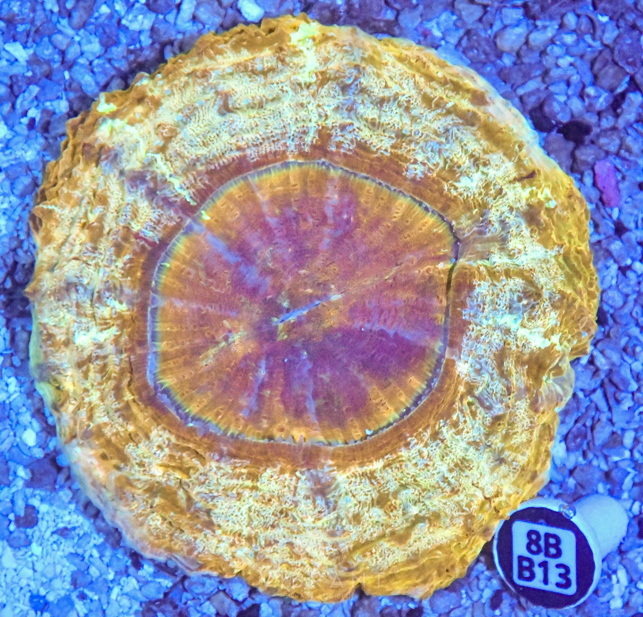 Acanthophyllia  INDO W