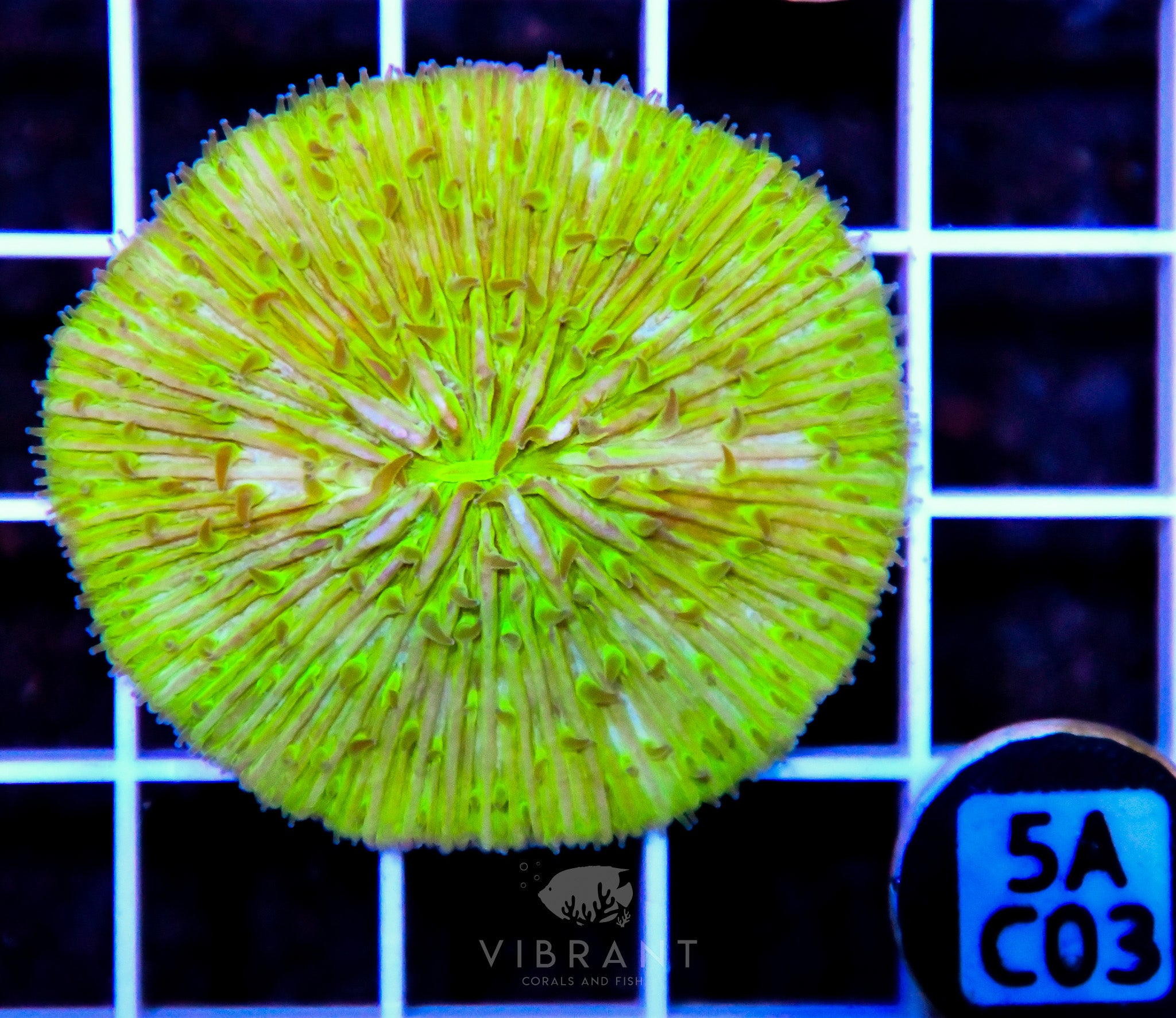 Fungia AUS