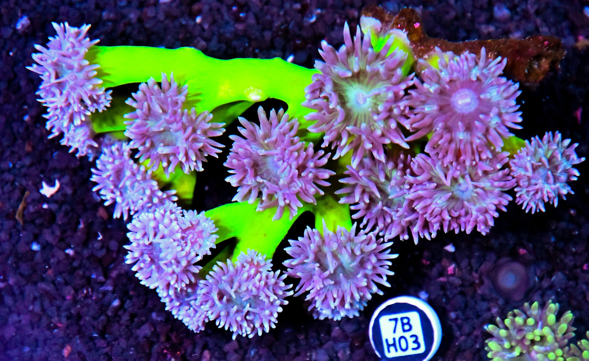Duncun Colony AUS
