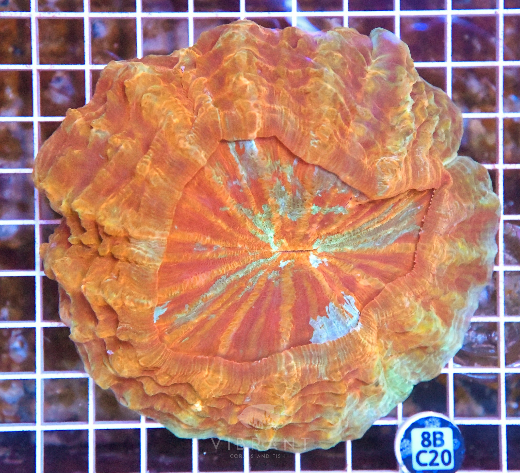 Acanthophyllia INDO W