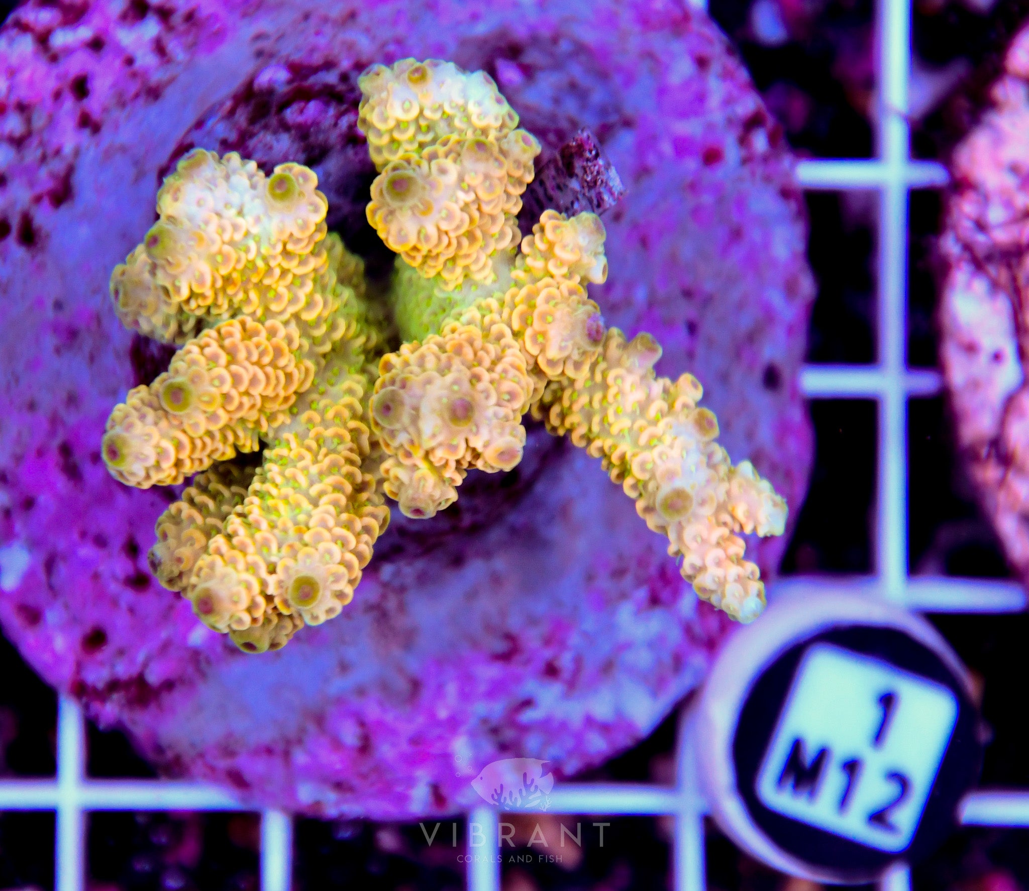 Acro INDO