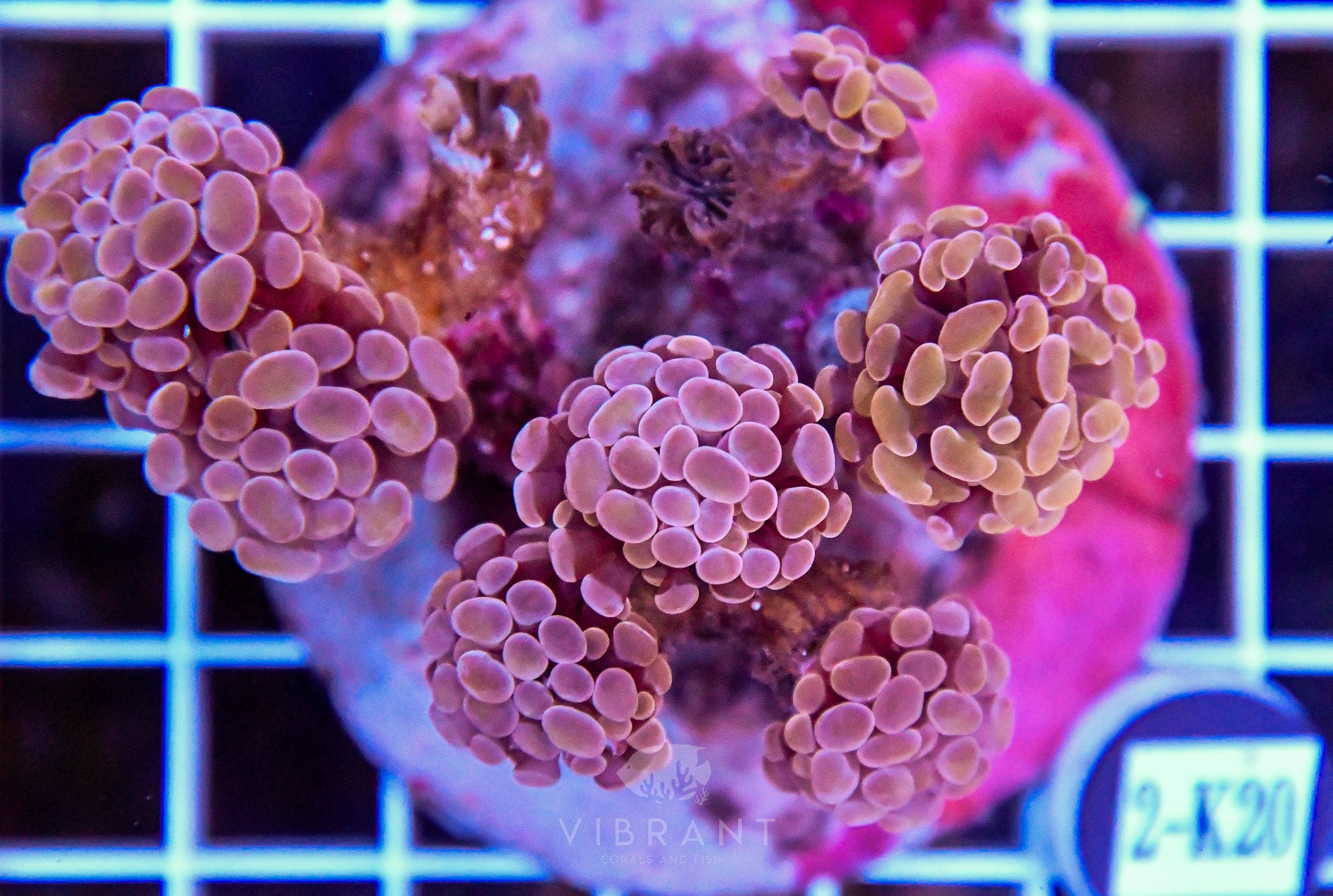 Hammer Branching INDO