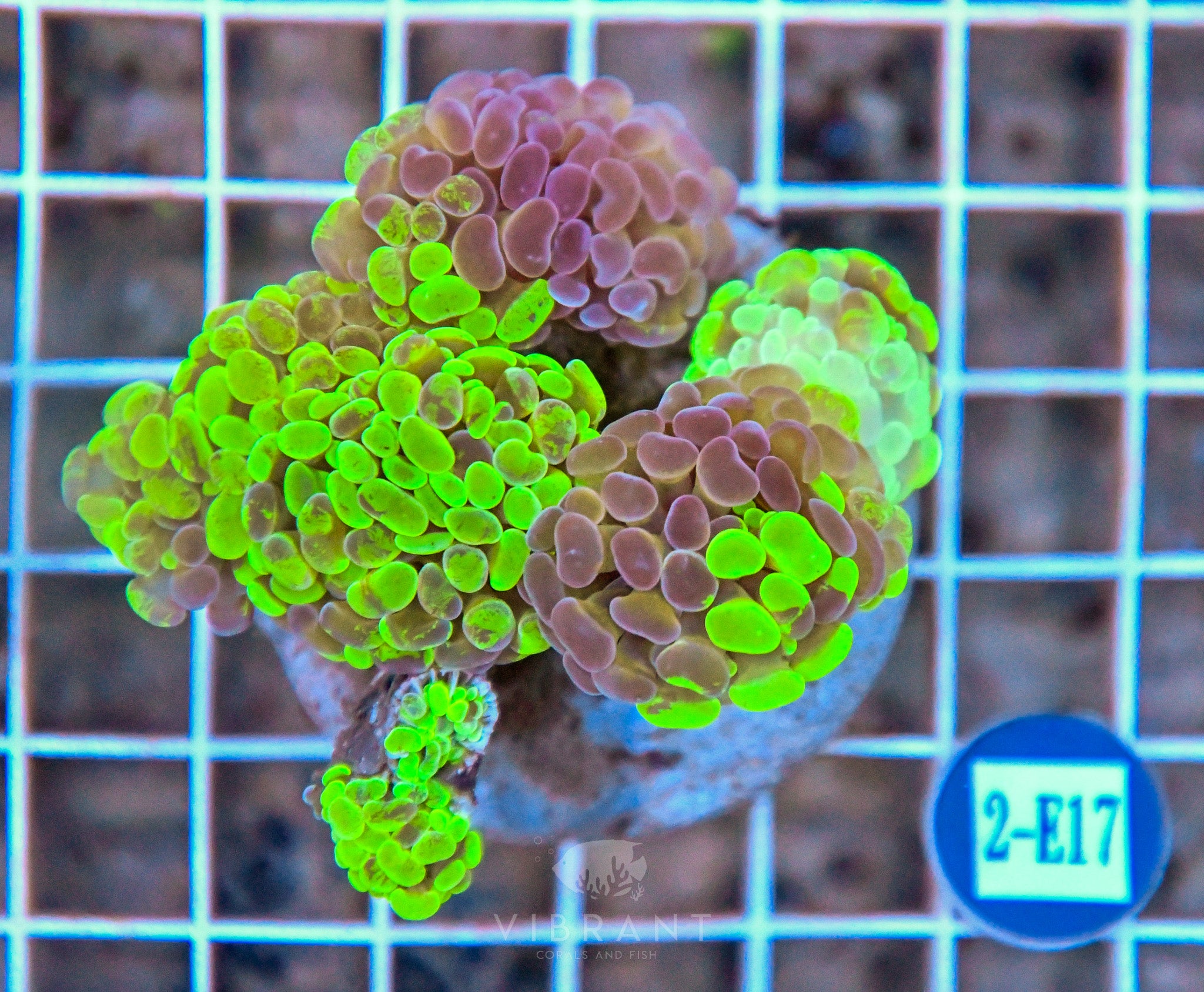 Hammer Branching INDO