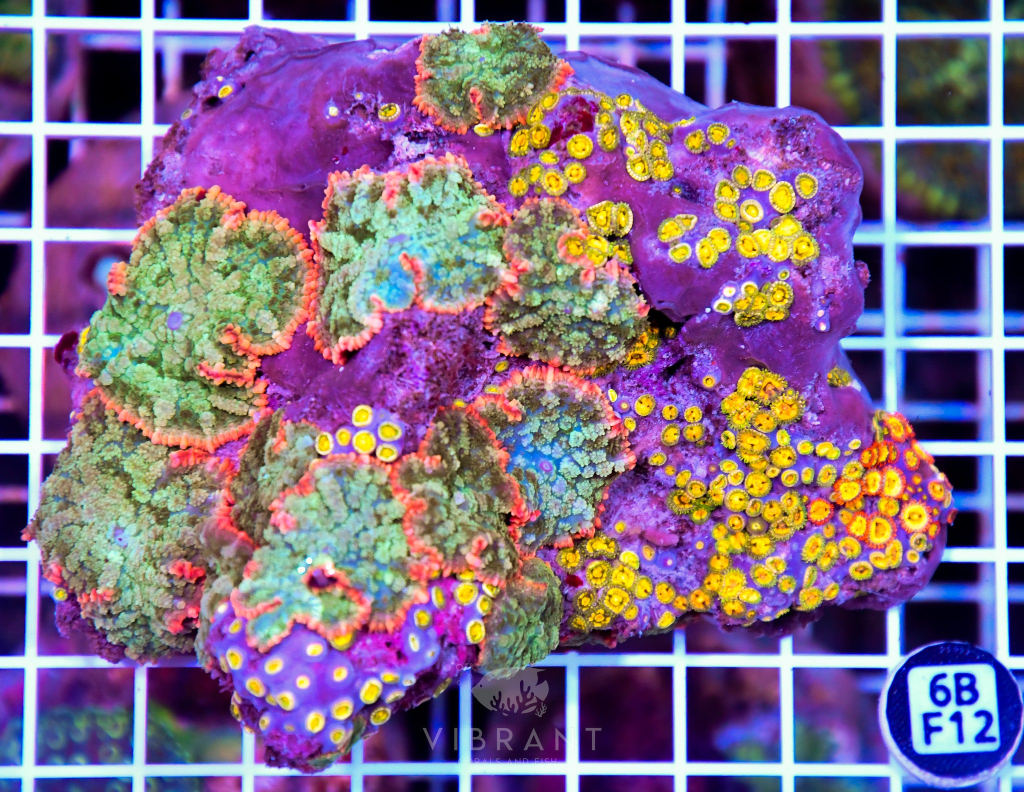 Mushroom INDO W
