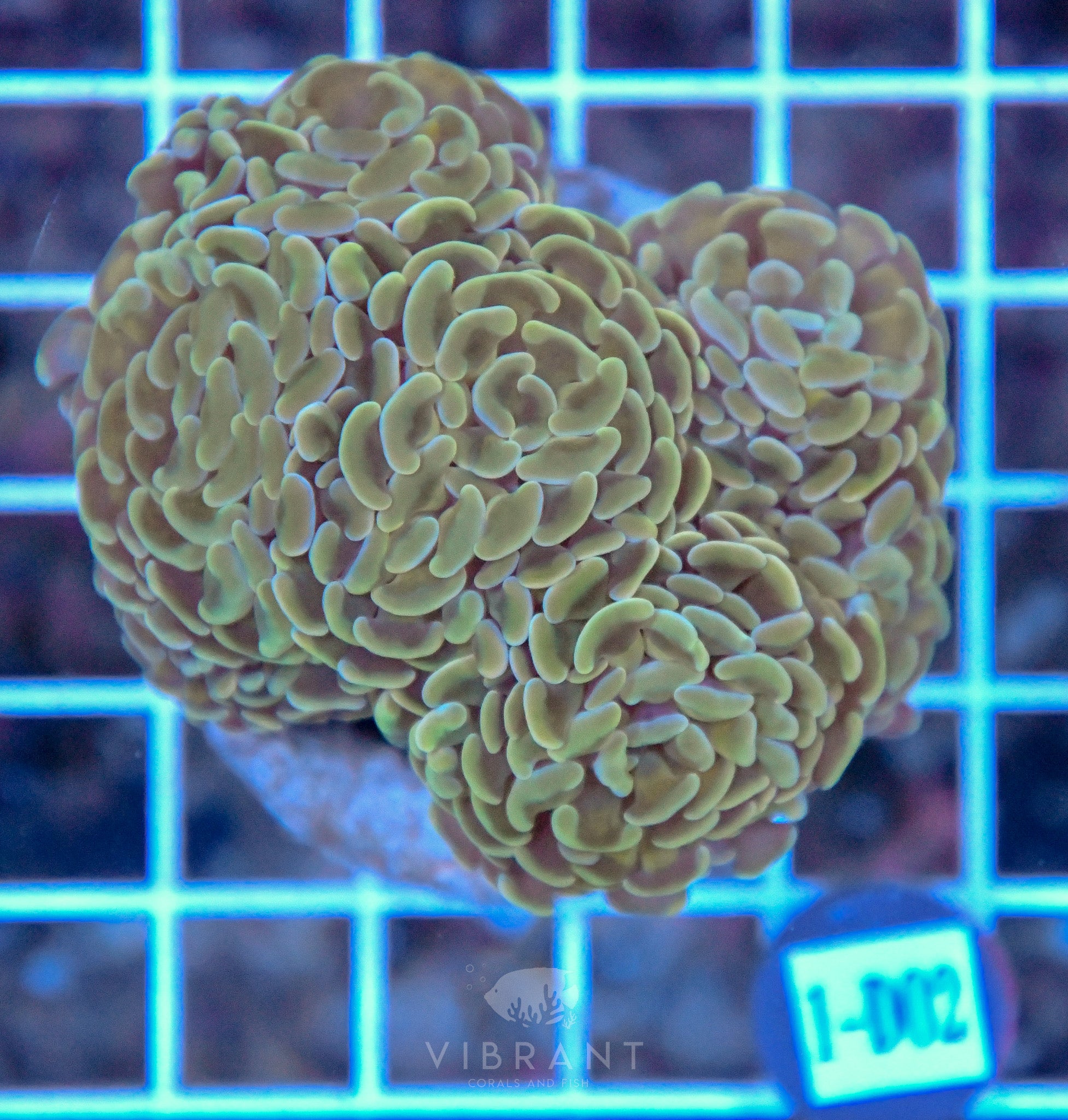 Hammer Branching INDO