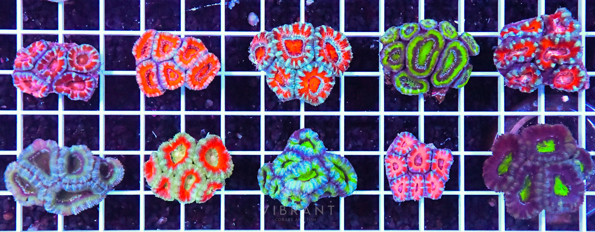 Acan Tiny Pack 10pc SAMPLE